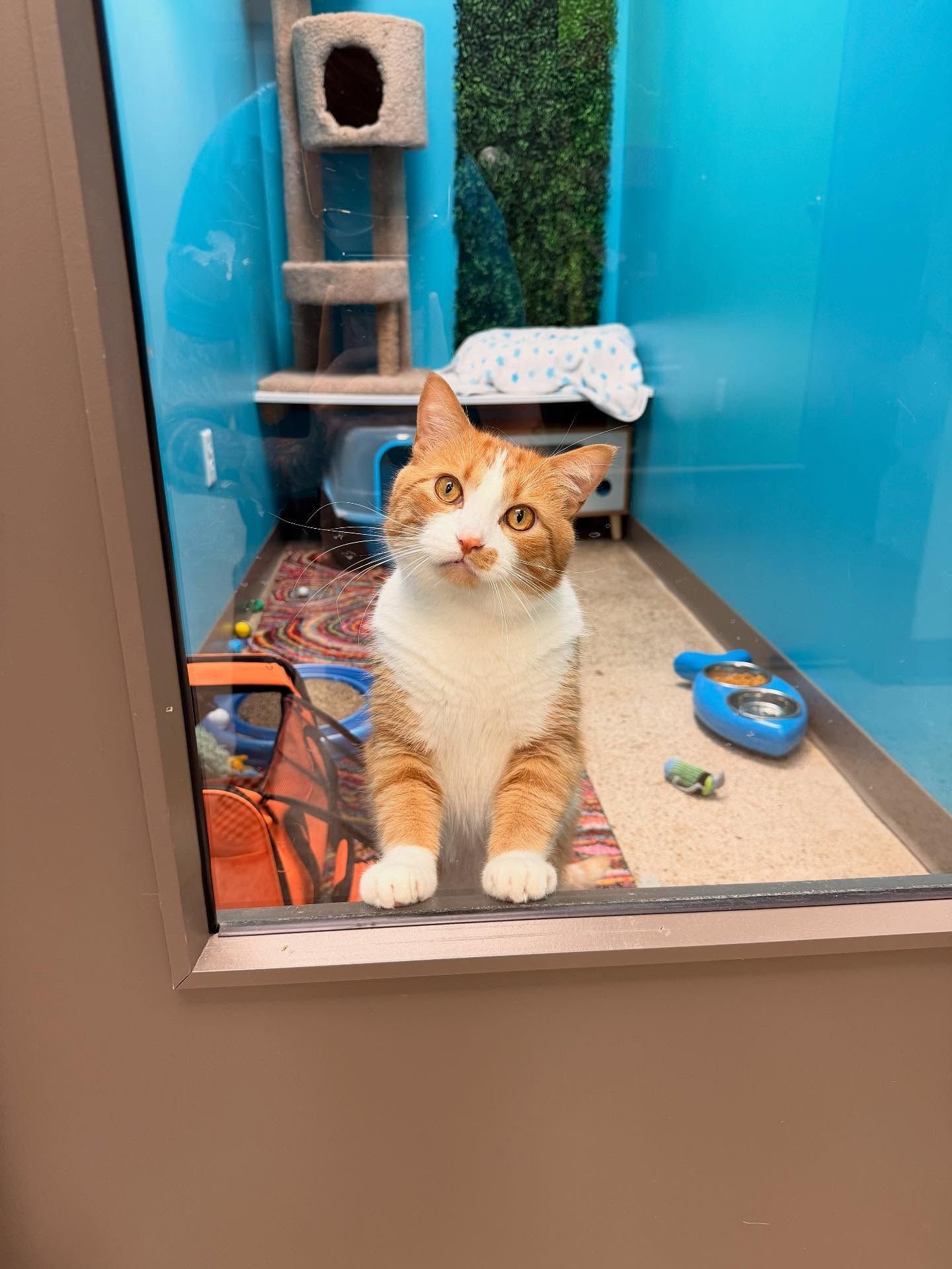Orange and white cat in a blue-walled enclosure, paws on the glass, looking upwards.