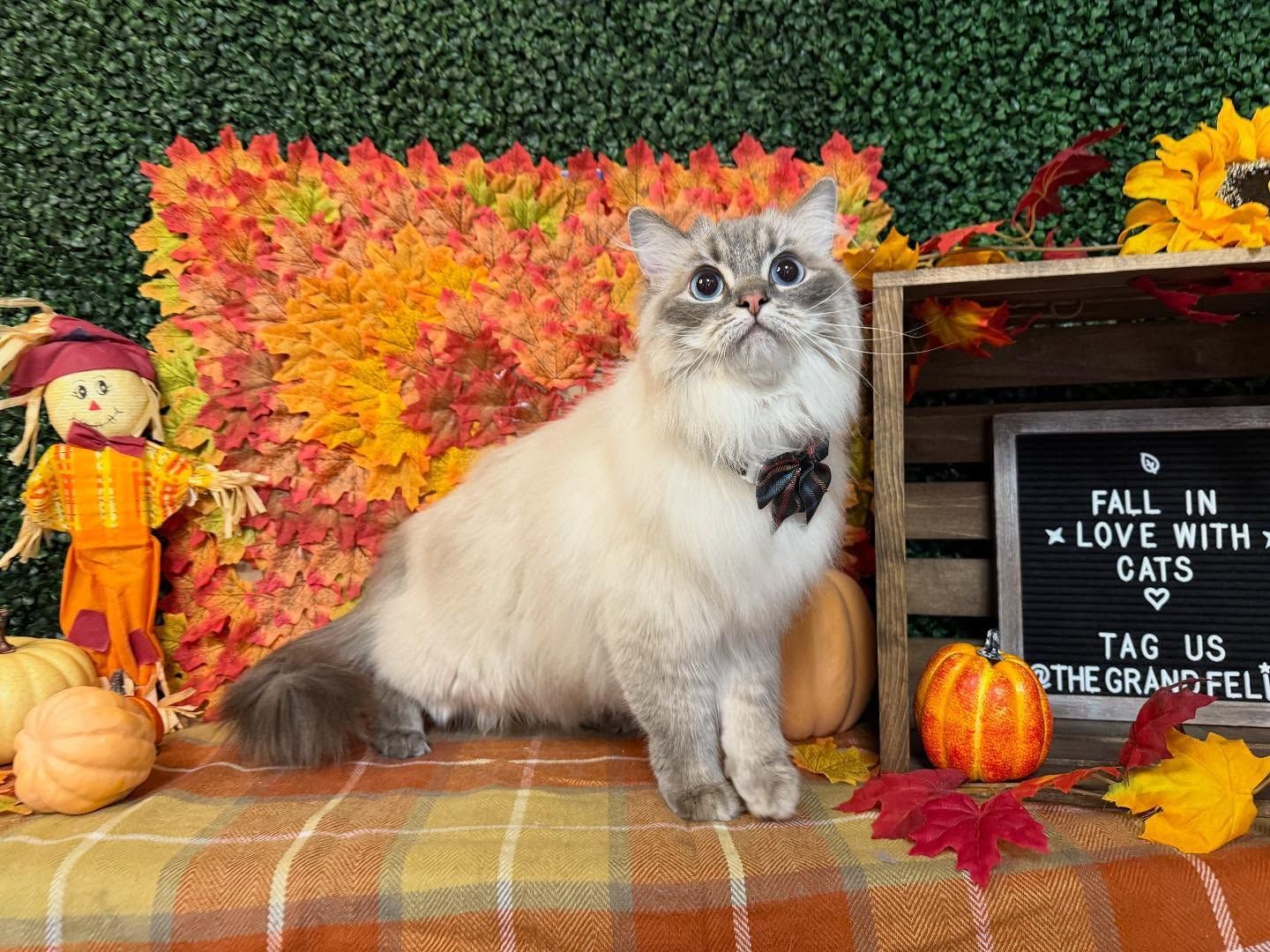 Cat with blue eyes and a leaf bow tie poses amidst fall decorations.