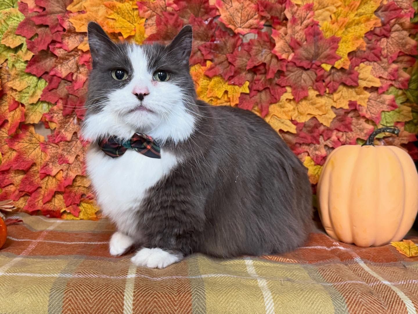 Gray and white cat wearing a bow tie, posing in front of fall leaves and a pumpkin.