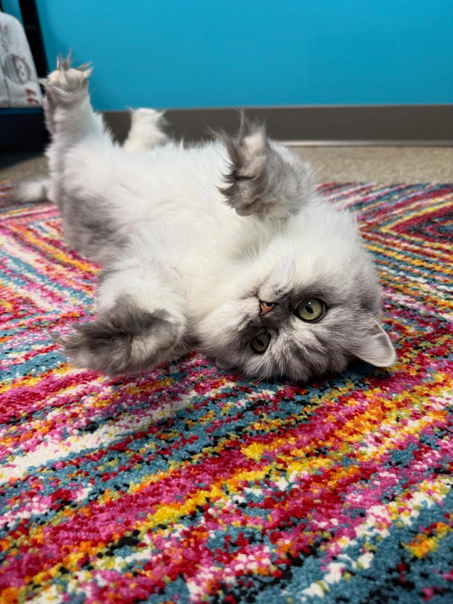 Fluffy silver cat rolling on colorful rug, looking at the camera.