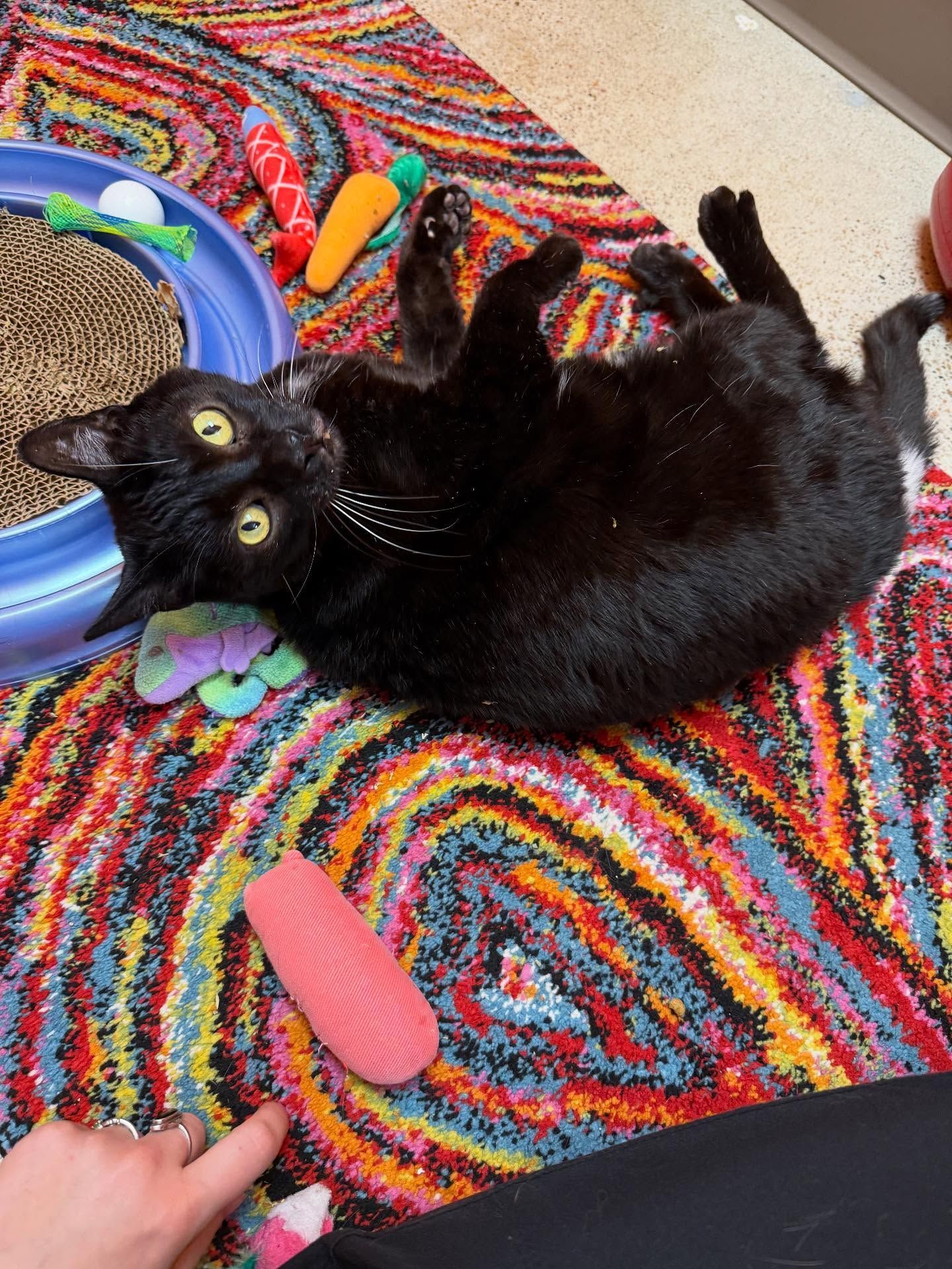 Black cat lying on its back on a colorful rug, surrounded by toys; looking at the camera.