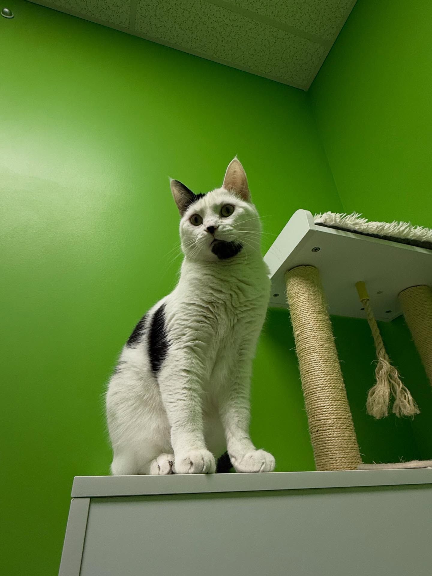 White cat with black markings sitting on a white structure against a bright green wall, mouth slightly open.