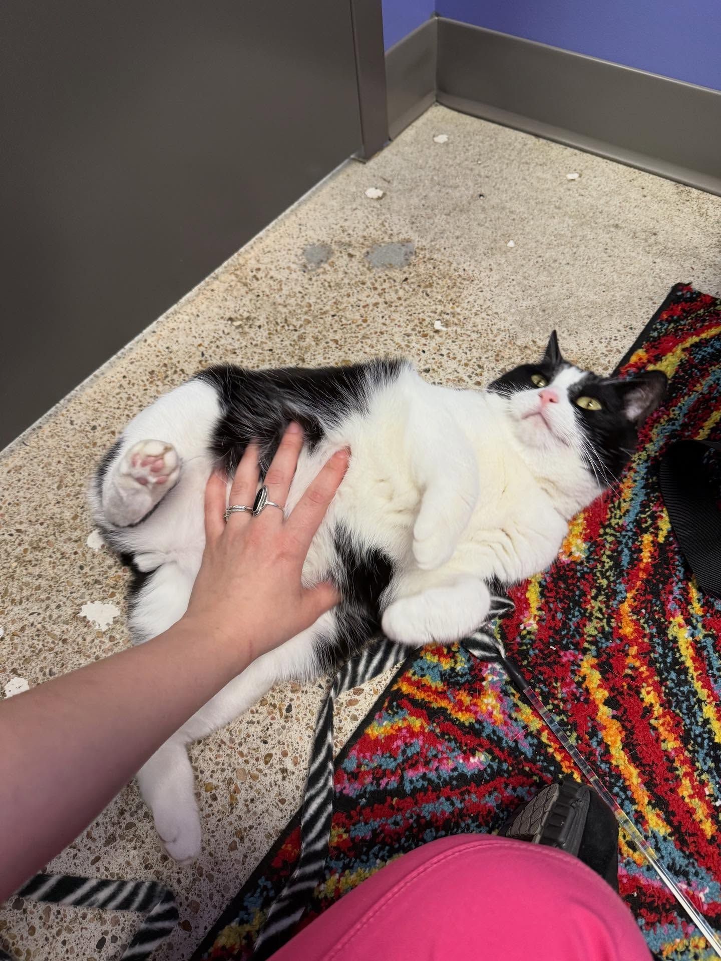 A black and white cat lies on its back, being petted by a hand. It is indoors on a mat.