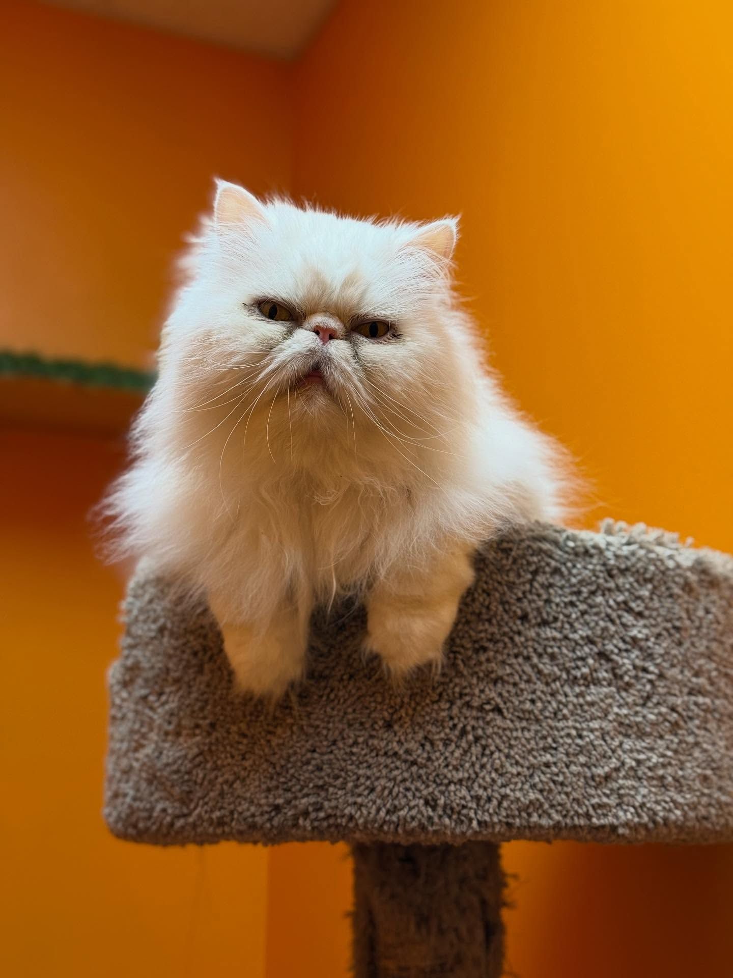 Fluffy white Persian cat with a grumpy expression sits on a gray cat tree, orange wall background.