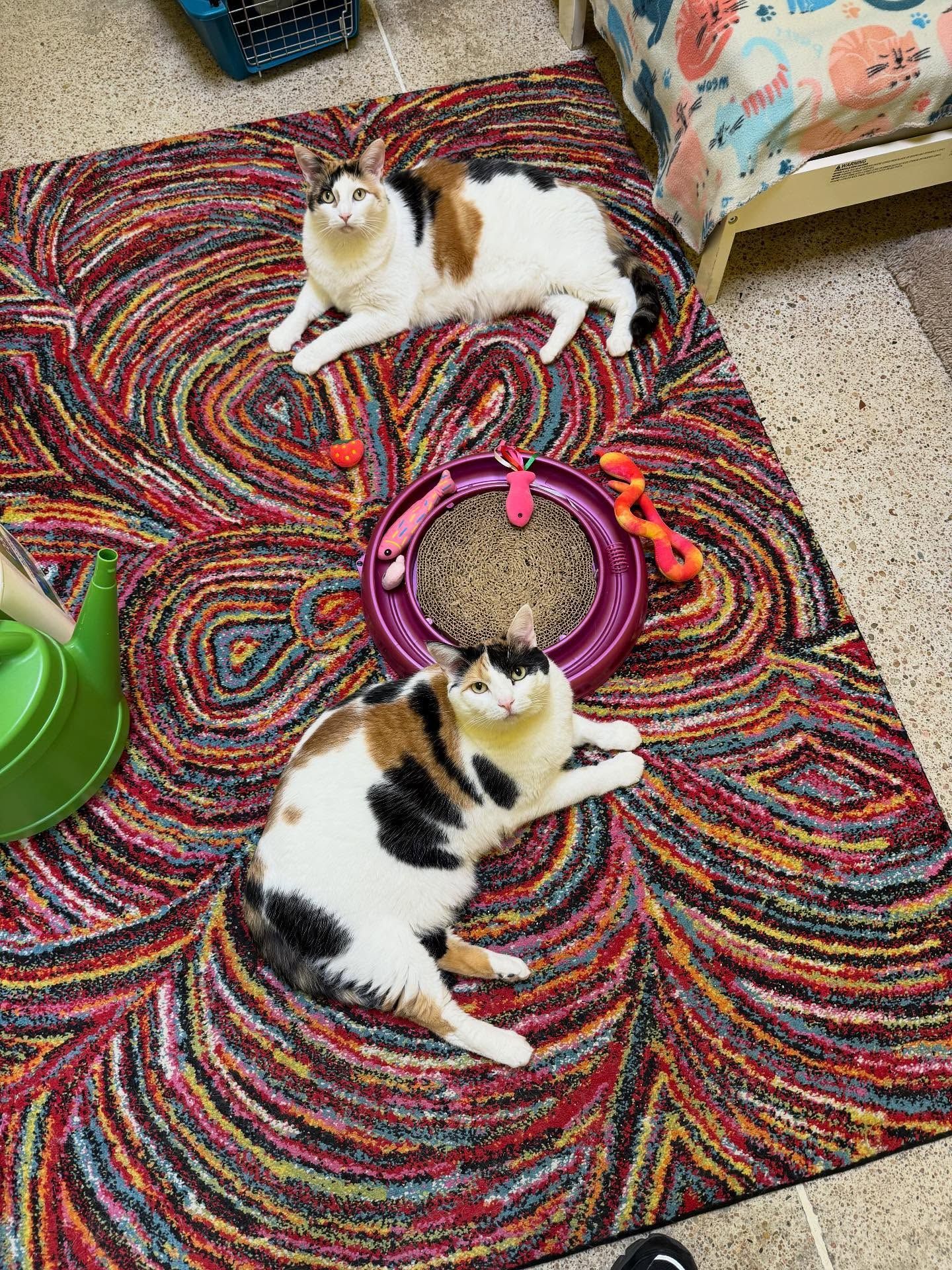 Two calico cats relax on a colorful rug near cat toys and a bed.