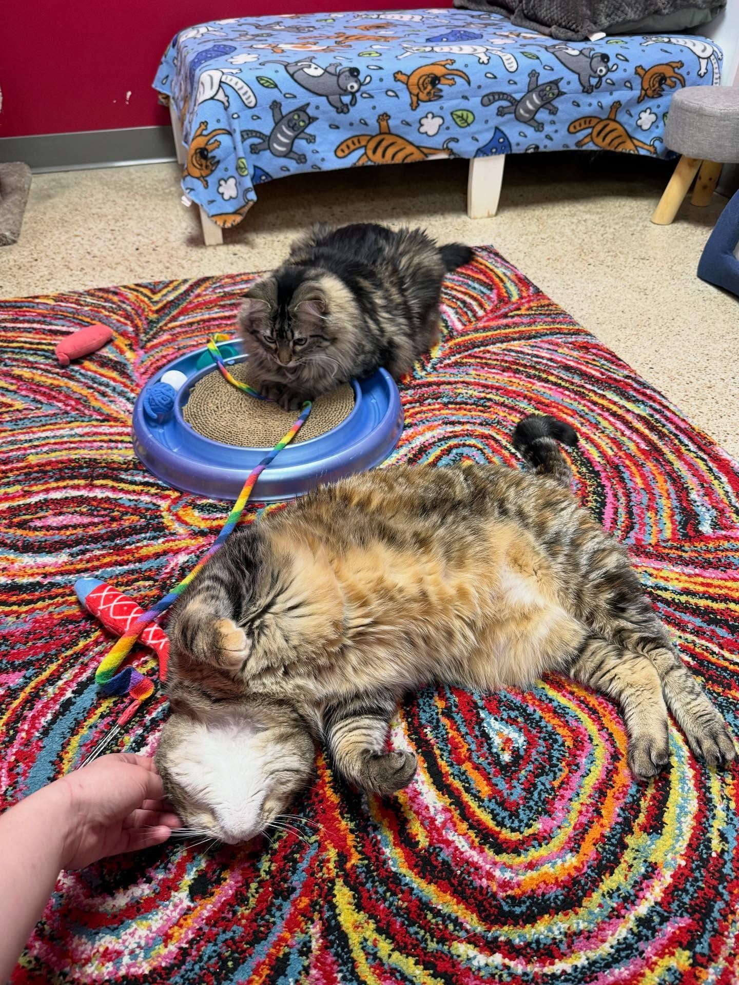 Two cats on a colorful rug; one lying on its back being petted, other near a toy.