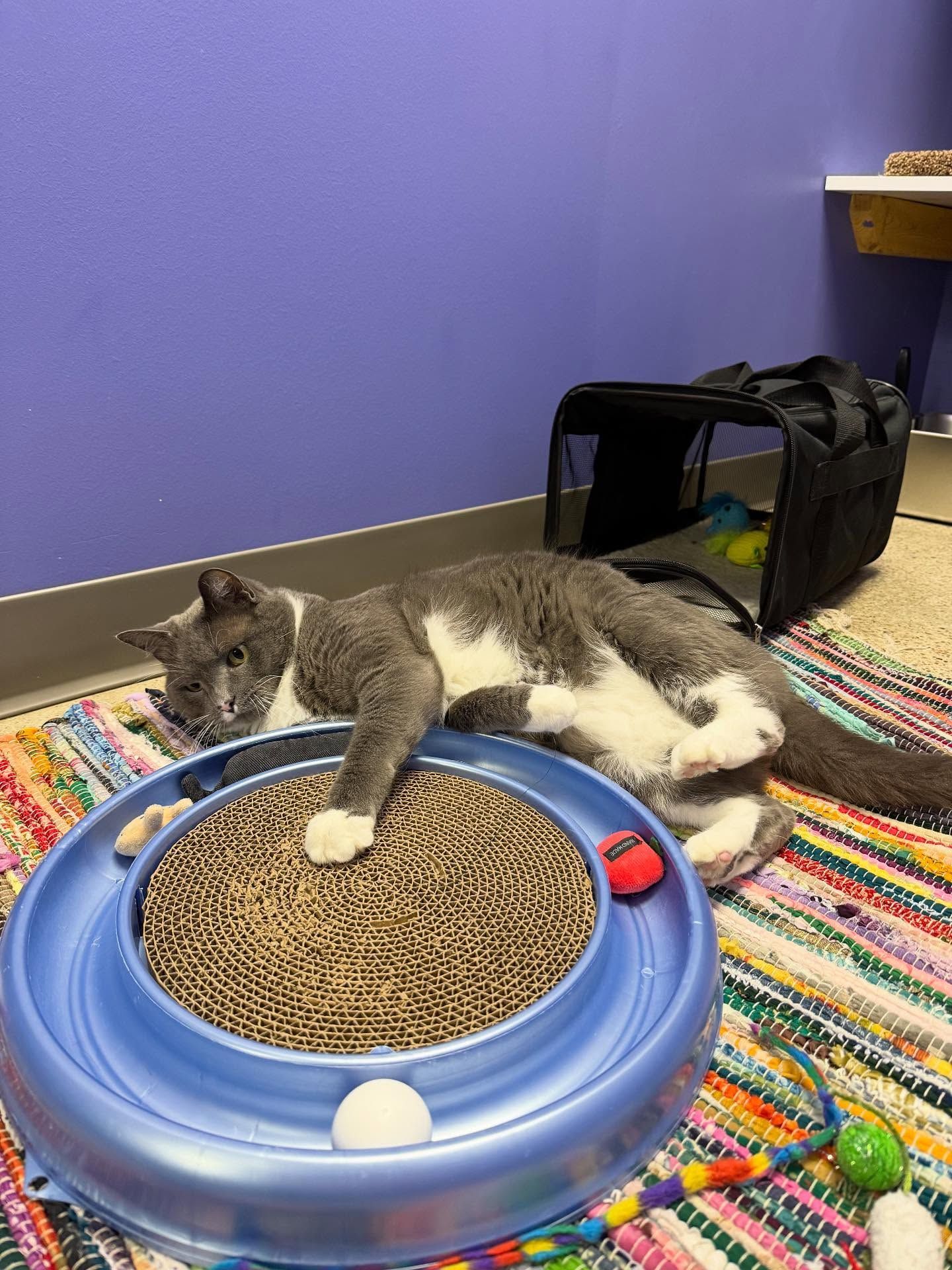 Gray and white cat resting on a blue cat scratcher in a colorful room.