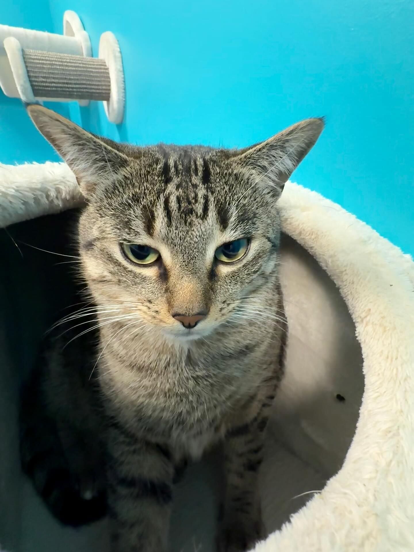 Tabby cat with annoyed expression in a blue and white cat house.