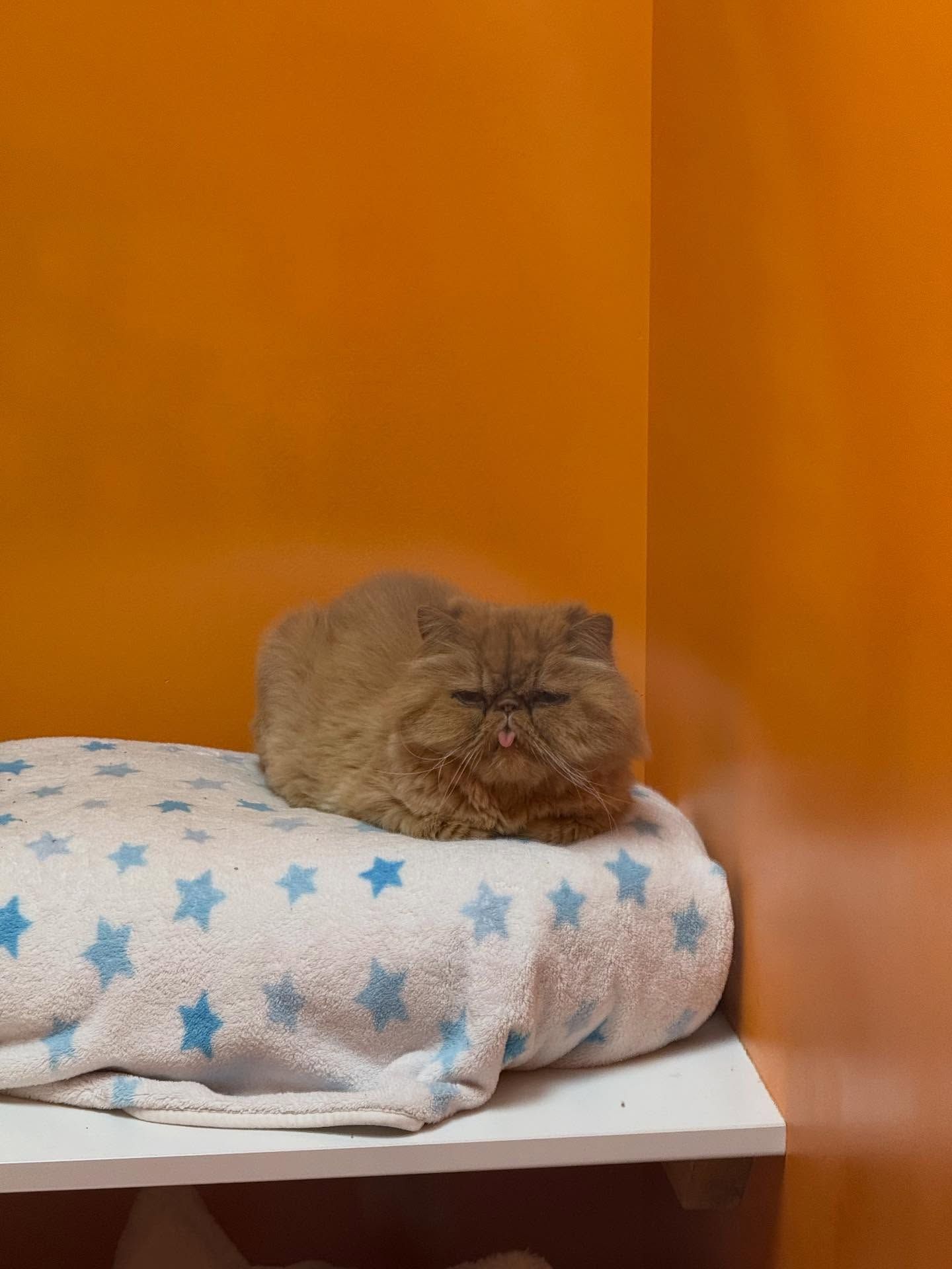 Fluffy brown cat resting on a white blanket with blue stars, orange wall background.