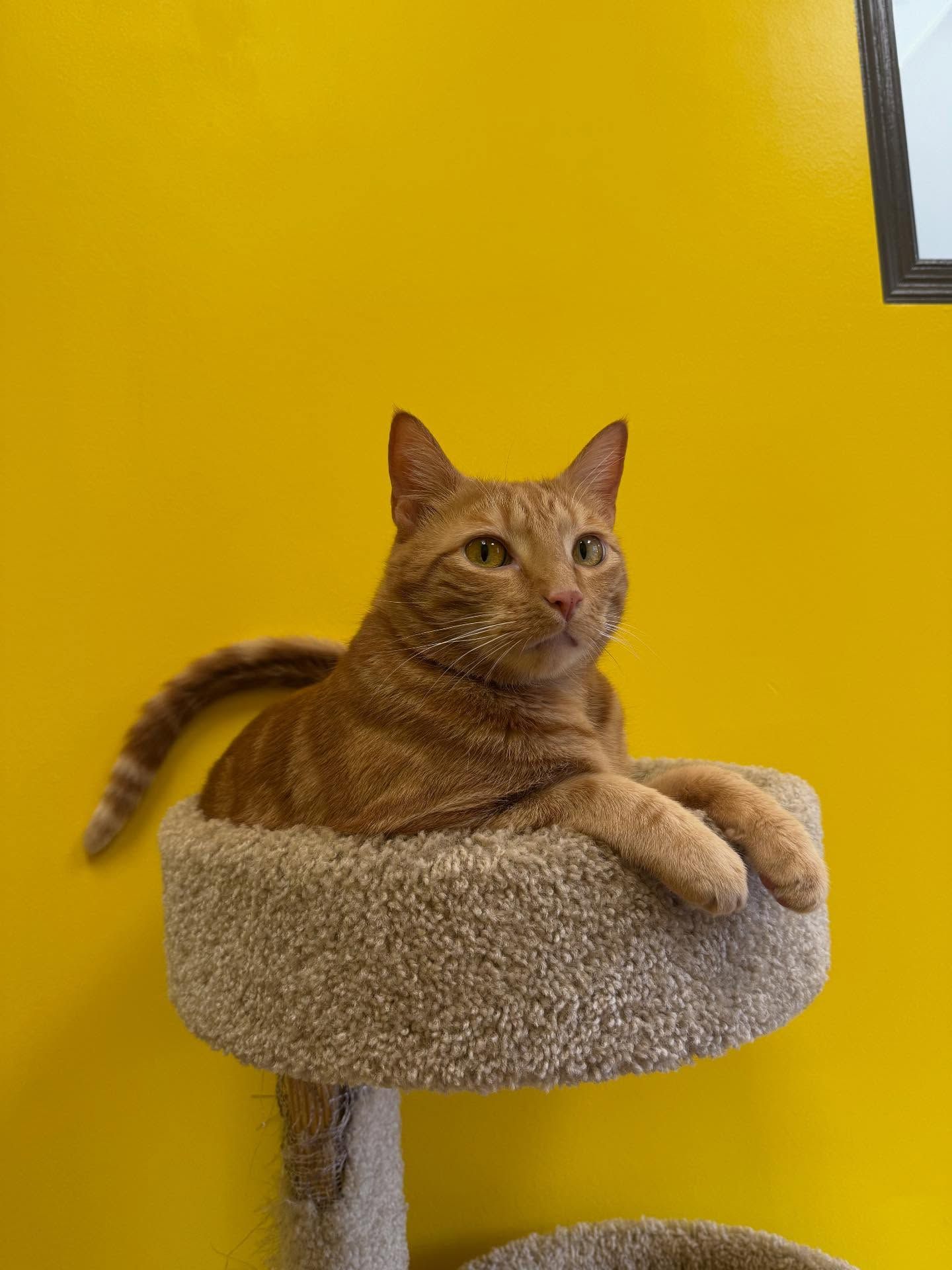 Orange tabby cat resting on a tan cat tree against a bright yellow wall.