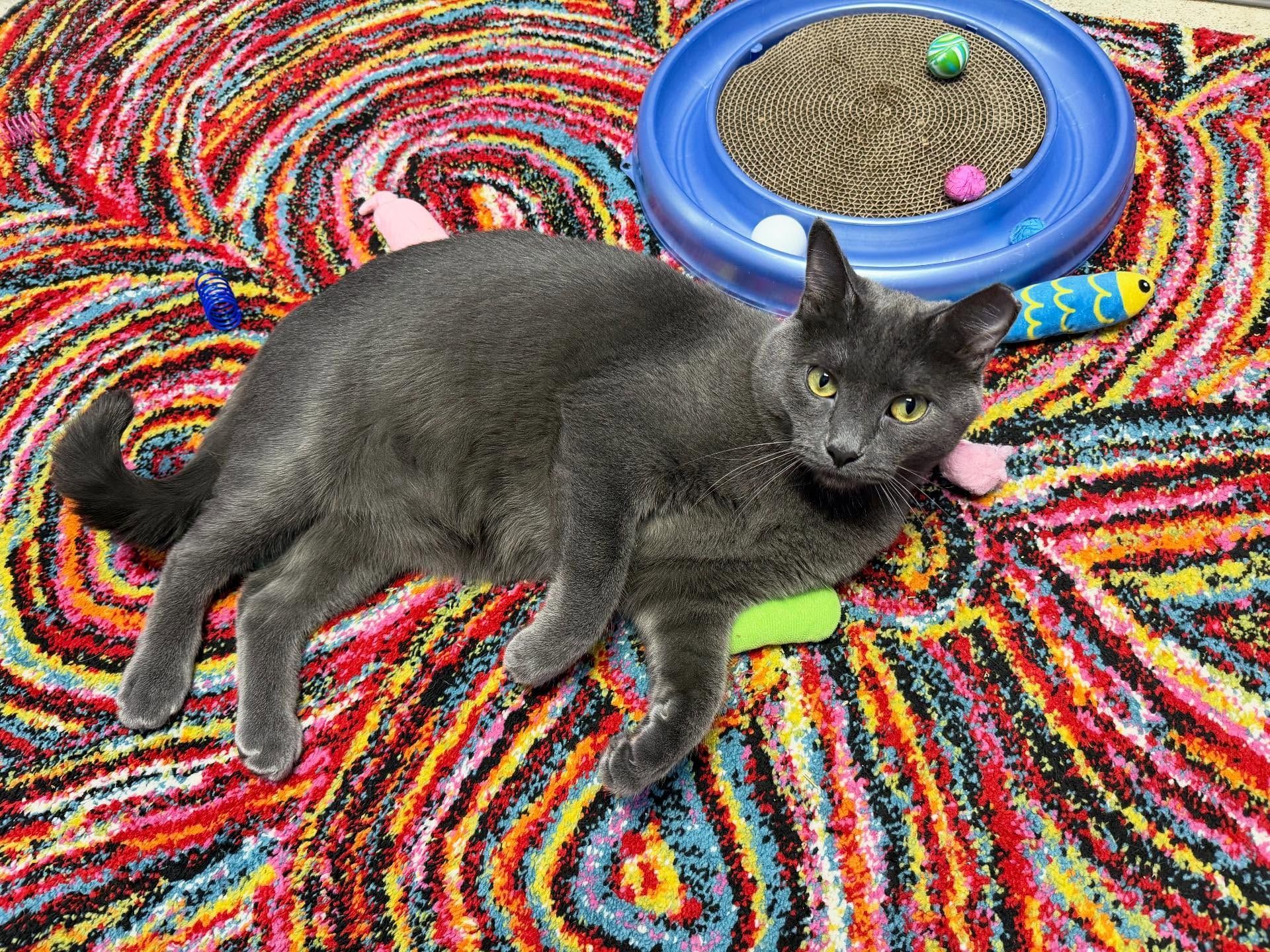 Gray cat lying on colorful rug