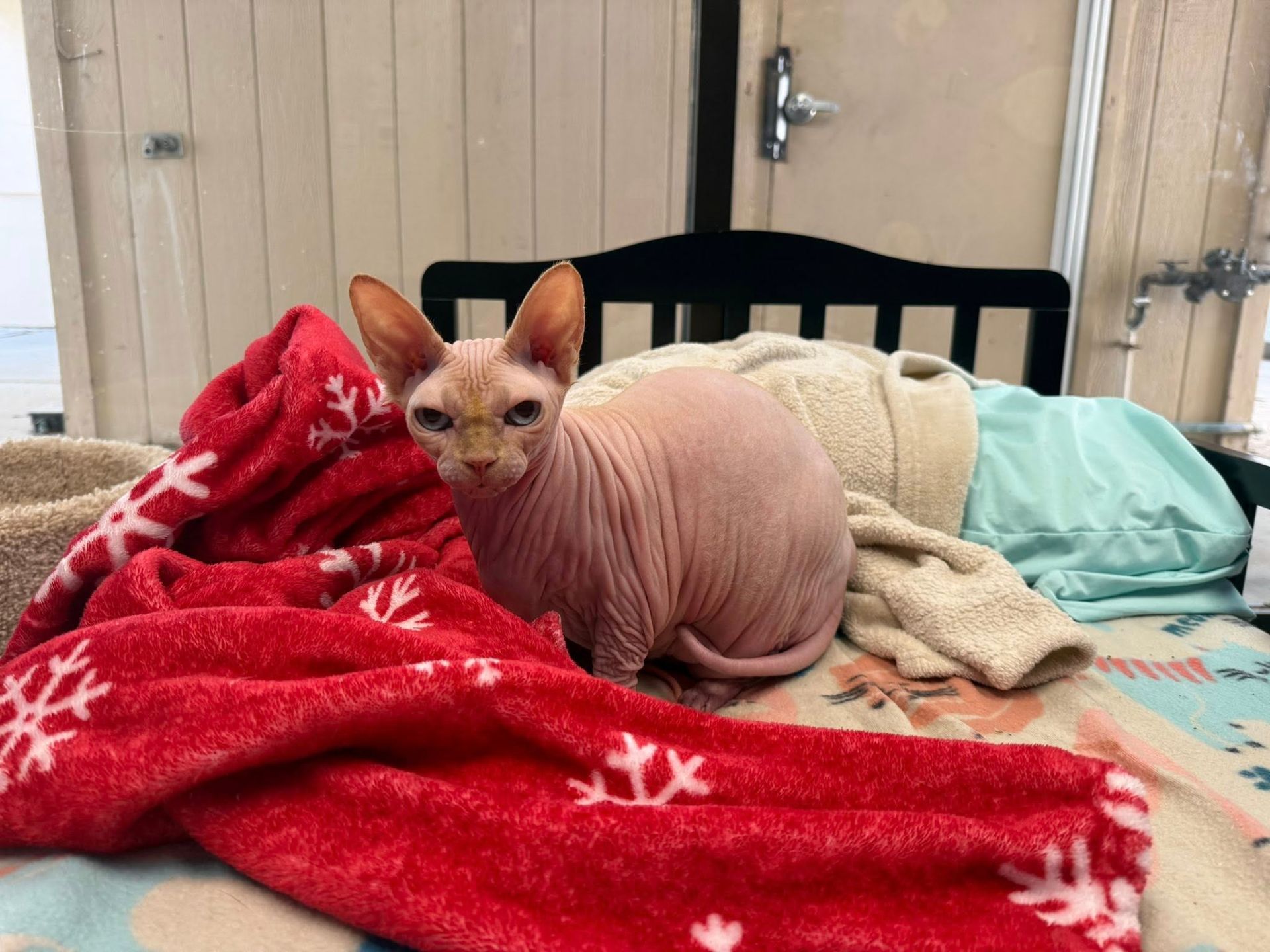 Sphynx cat sitting on a bed covered with blankets, looking at the camera.