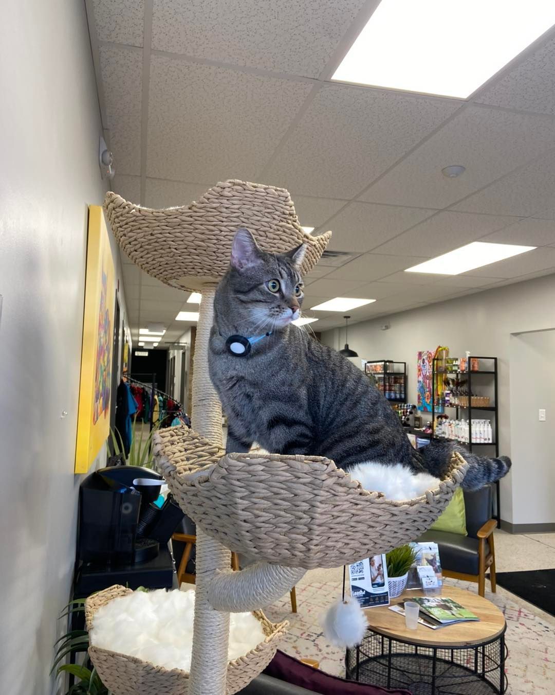 Cat sits on a woven cat tree, looking to the right. Interior of a store with a white ceiling.