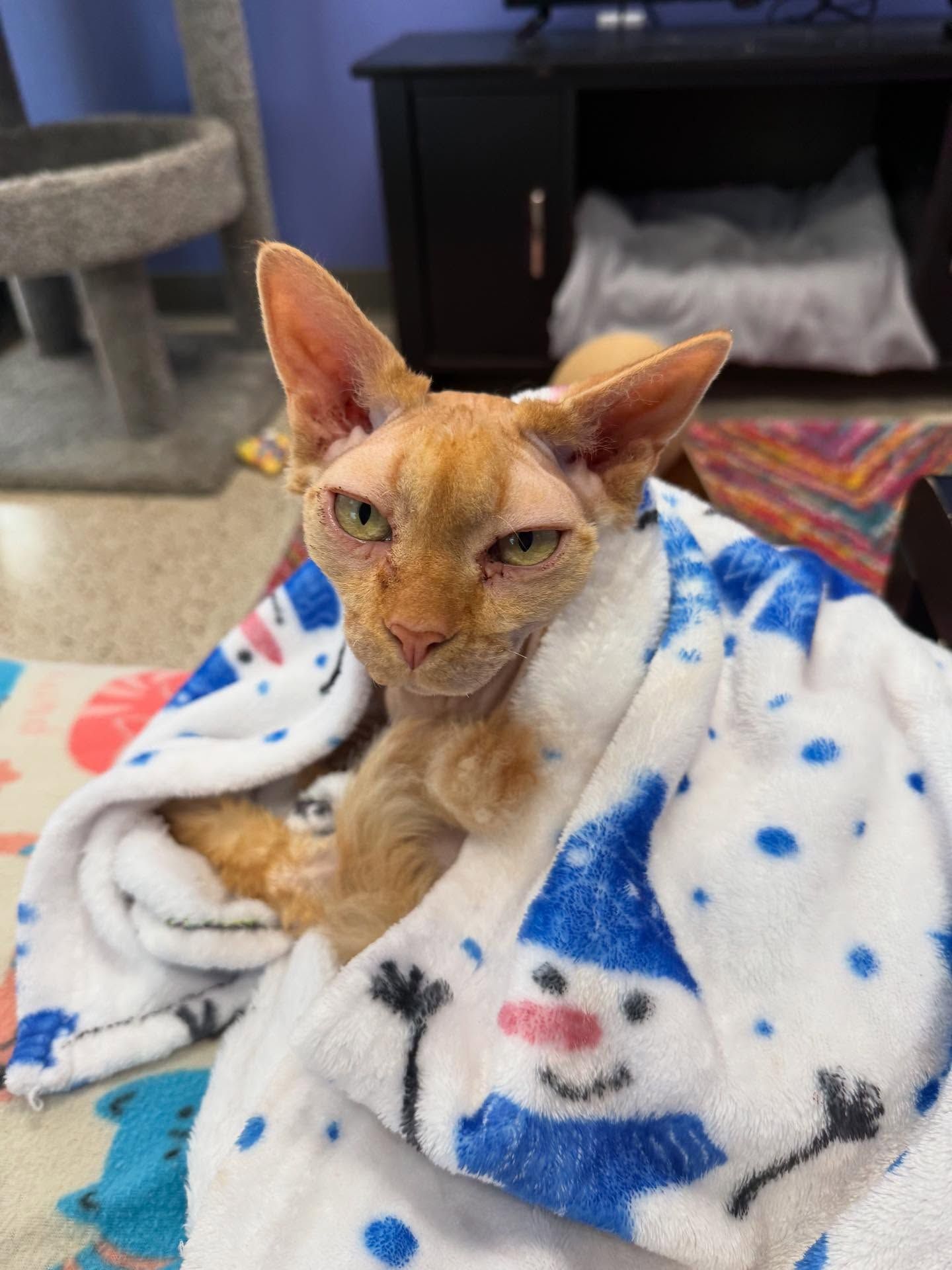 Orange cat wrapped in a snowman-print blanket; looking directly at the viewer with an intense expression.