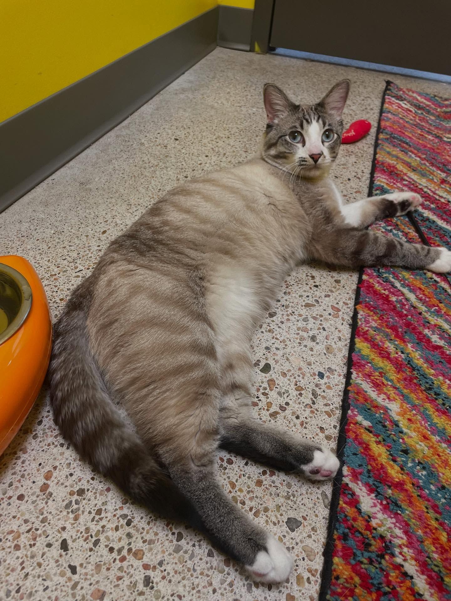 Cat lounging on the floor with grey and white fur, looking at the camera.