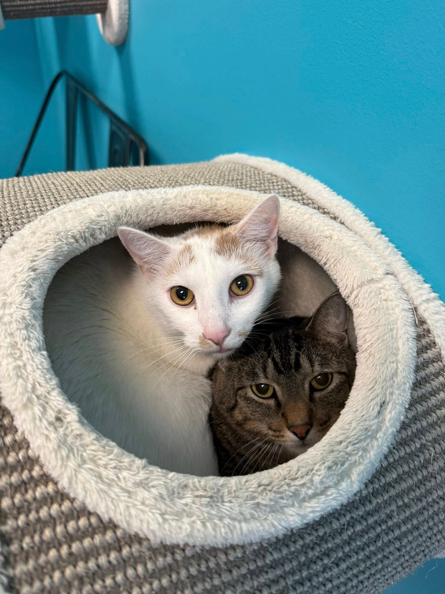 Two cats, white and tabby, nestled in a cat bed, looking forward.