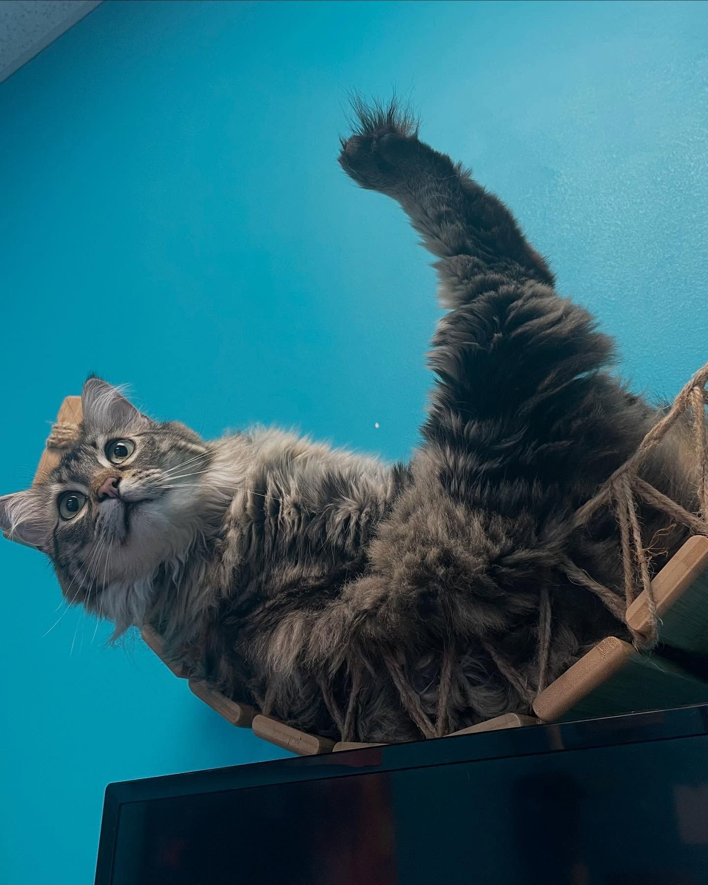 Fluffy cat lounging on cardboard shelf, with one paw raised. Turquoise wall in the background.