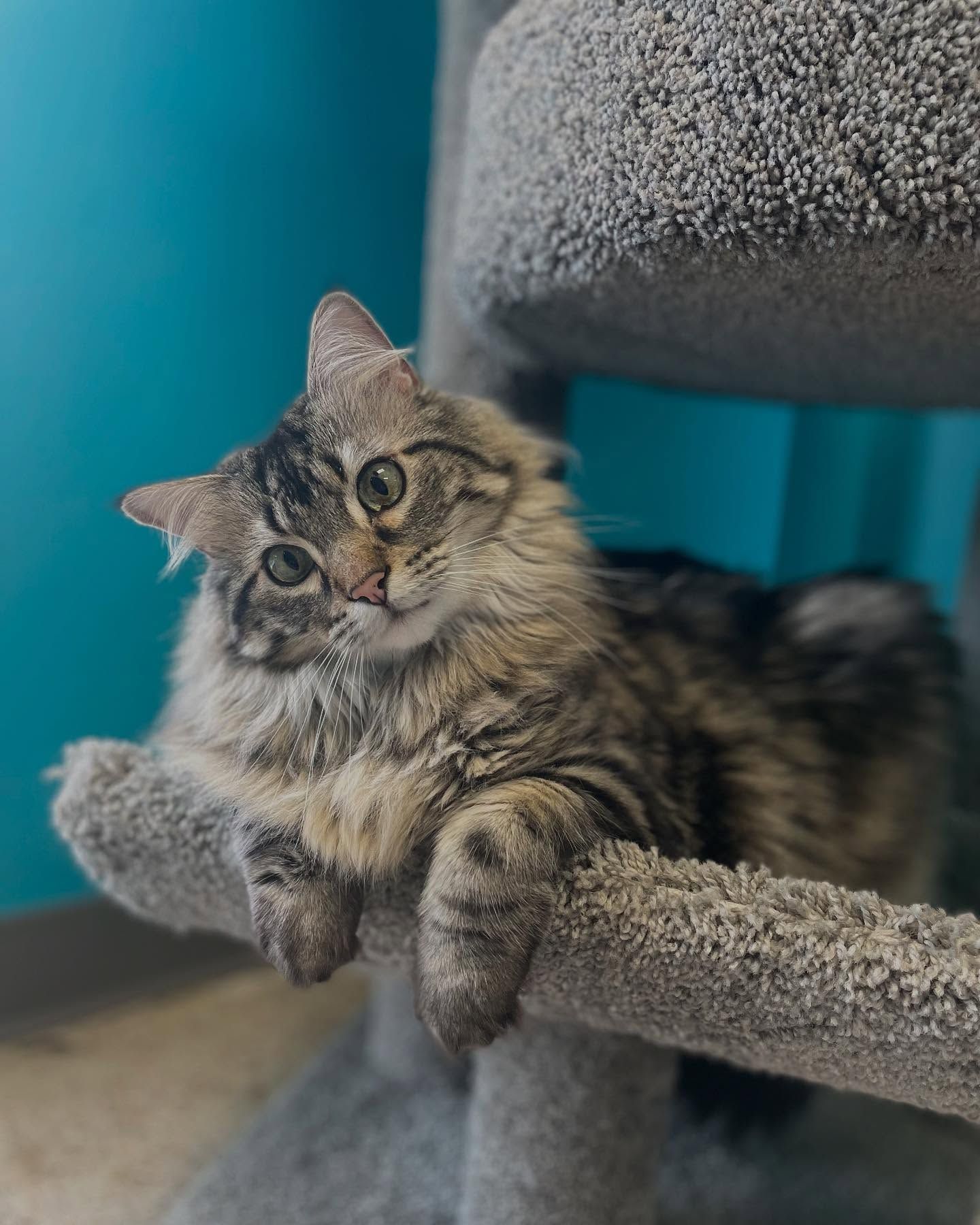Fluffy tabby cat resting on a gray cat tree, looking at the camera.