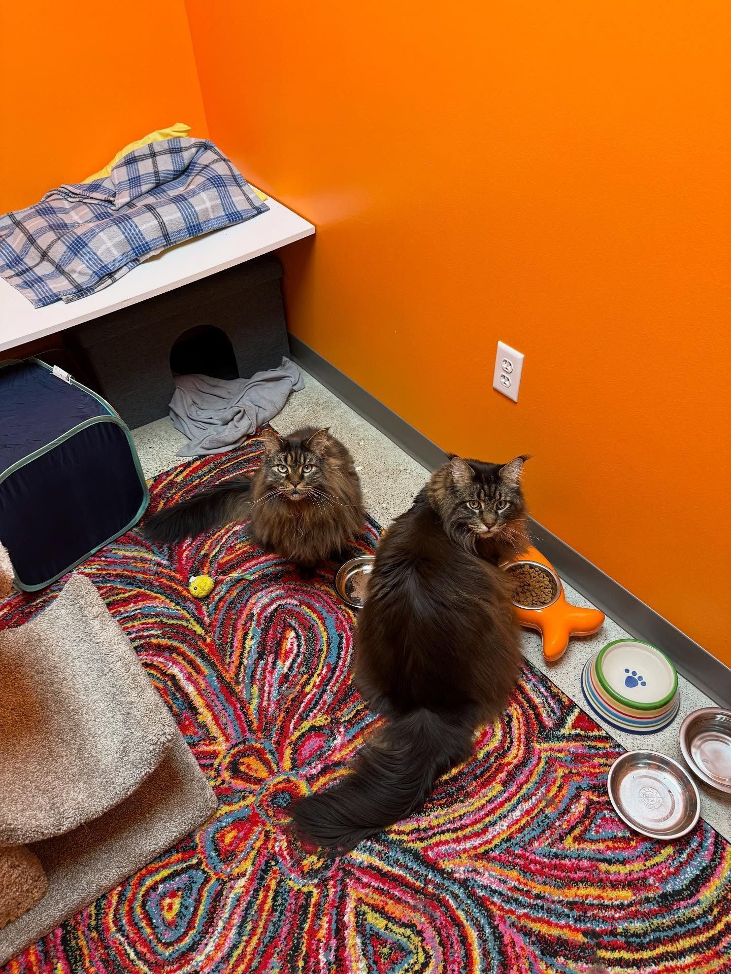 Two fluffy cats in a bright orange room with food bowls, toys, and a multi-colored rug.