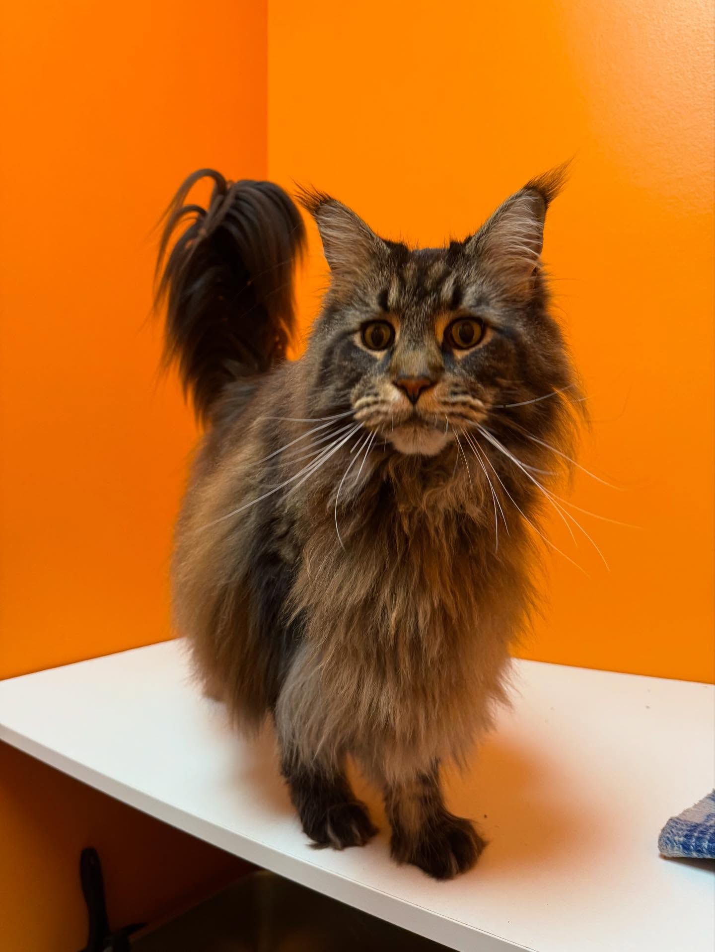 Maine Coon cat with long fur and tail, on a white surface, against orange wall.