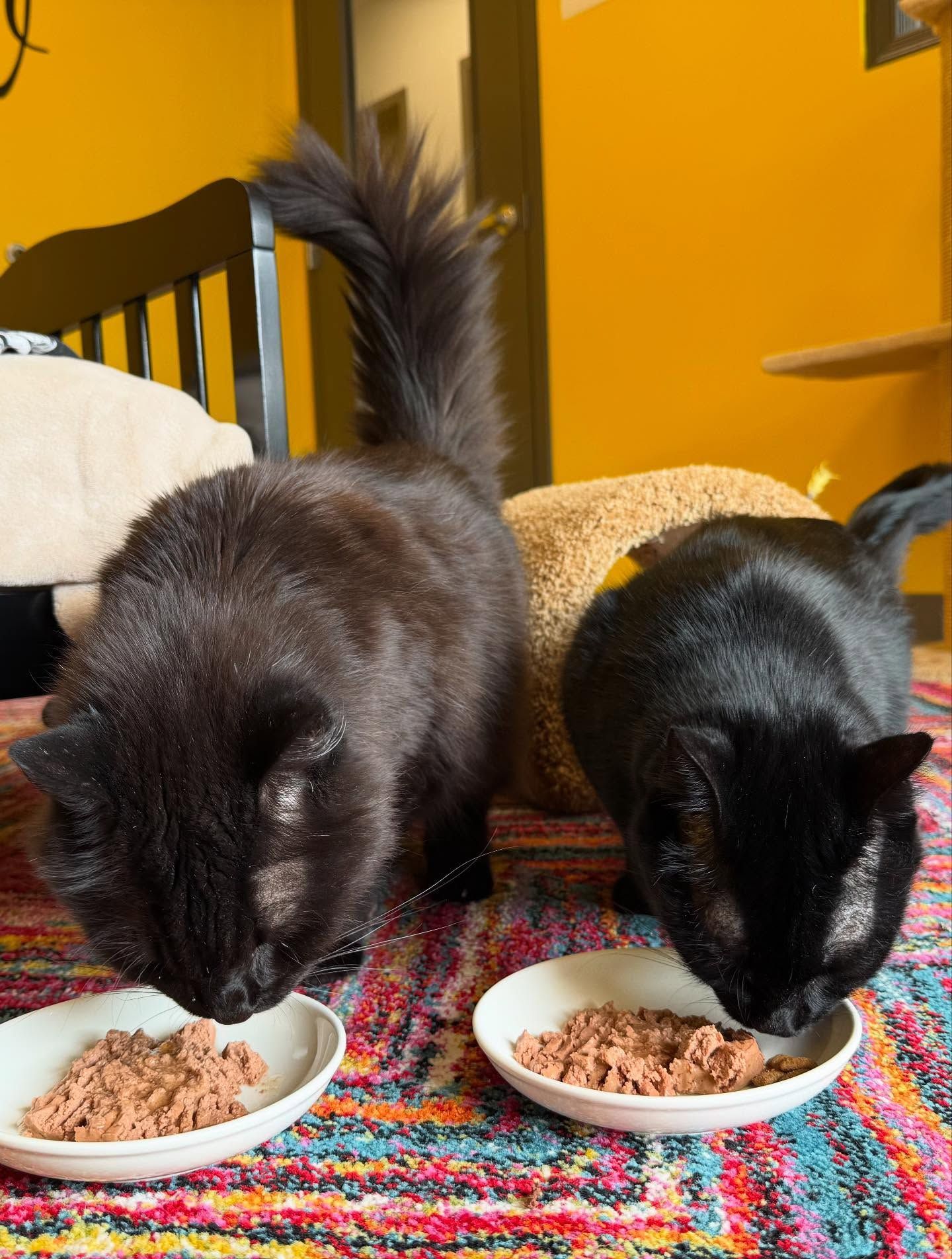 Two black cats eating from white bowls on a colorful rug. Yellow wall in background.