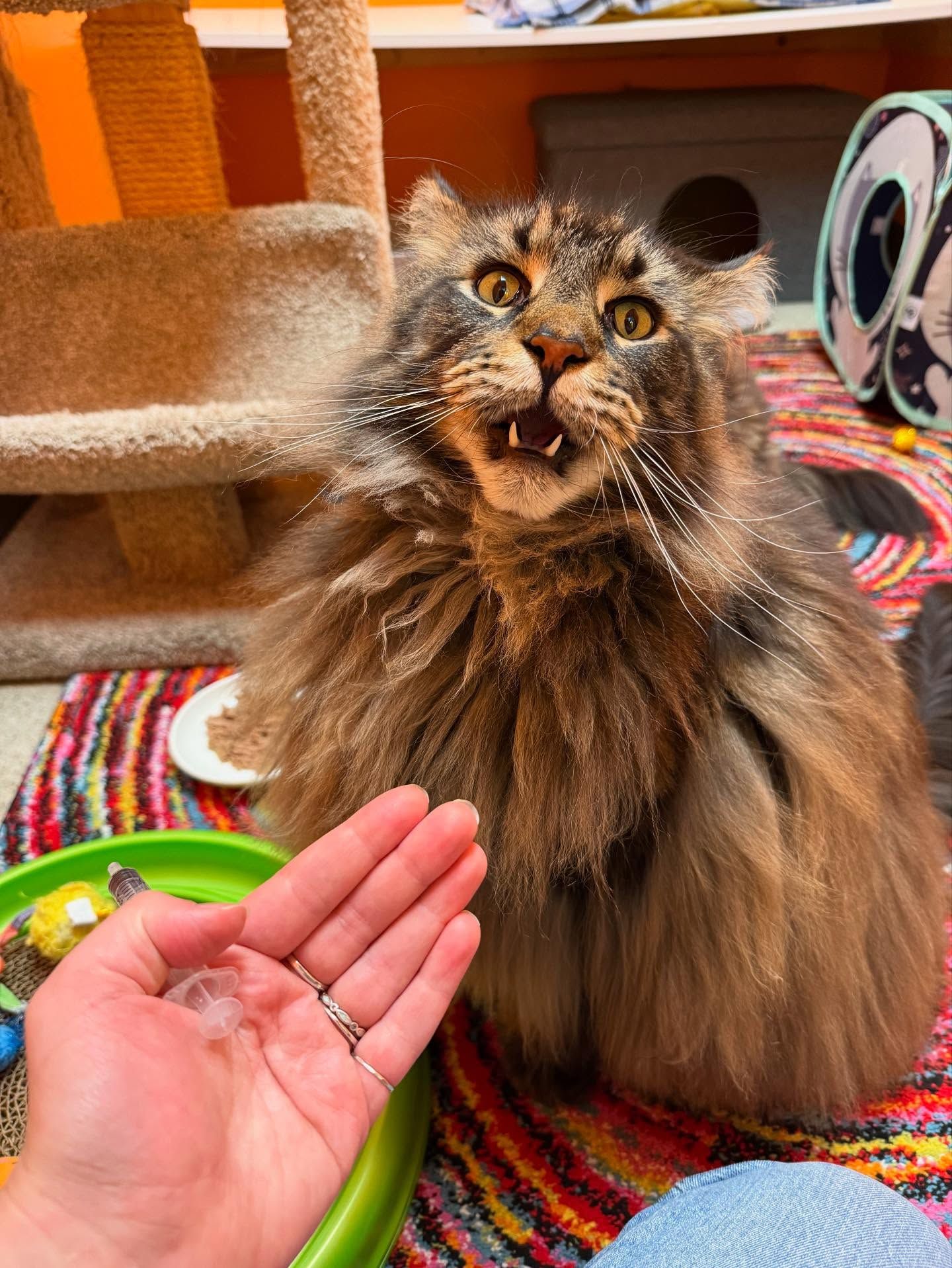 Fluffy cat with wide eyes and open mouth reacting to feathers held out in front. Indoors on a colorful rug.