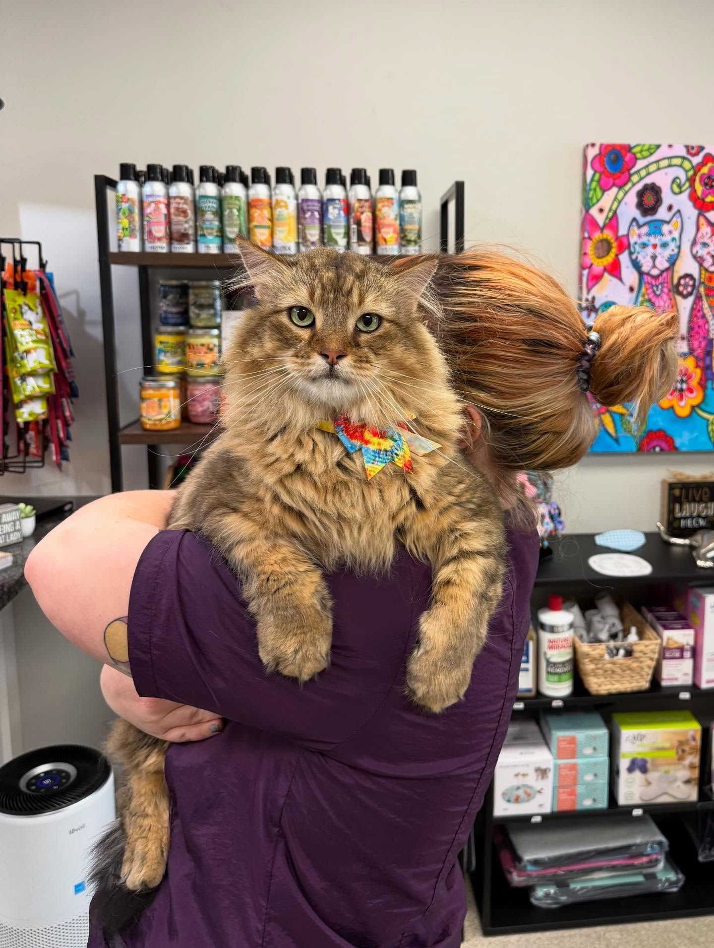 A large, fluffy cat held by a person. The cat has a colorful collar and is in a store setting.