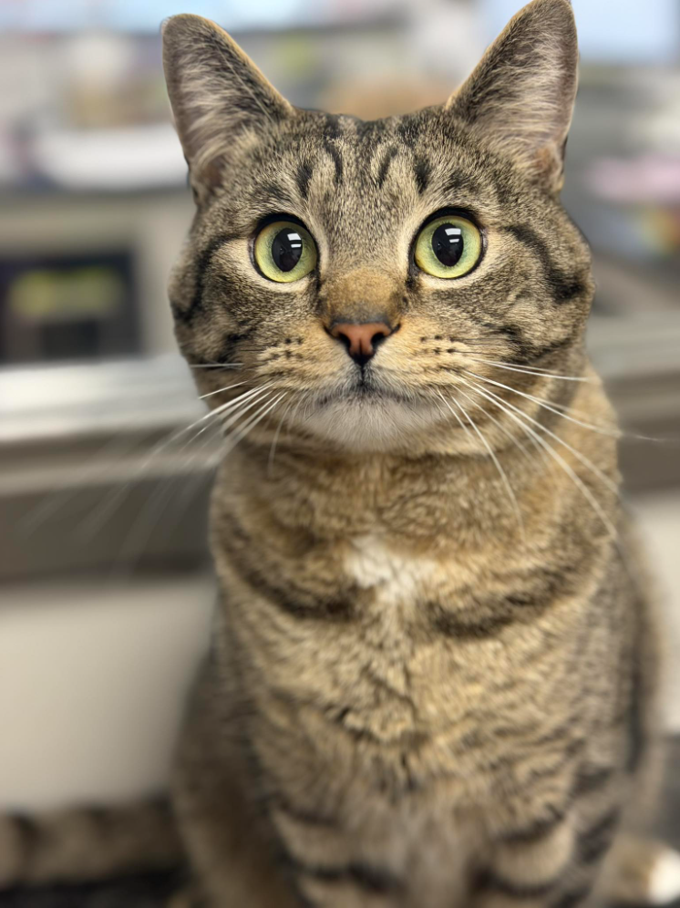 Tabby cat with wide eyes, brown and tan fur, sitting indoors.