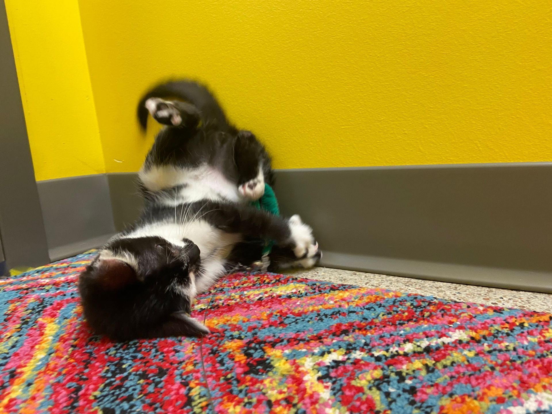 Black and white cat playing on a colorful rug next to a yellow wall.