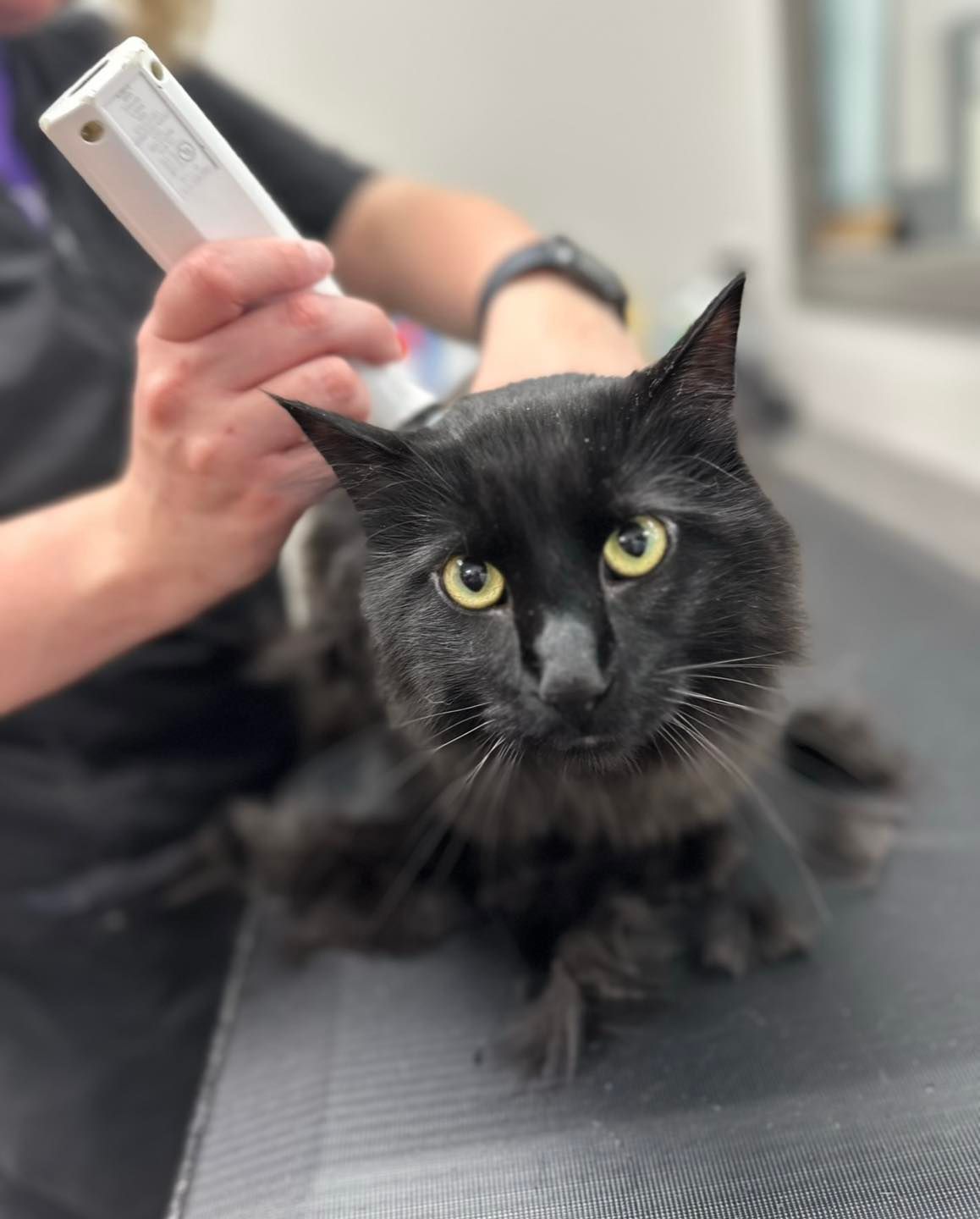 Black cat being groomed with electric clippers, looking at the camera.