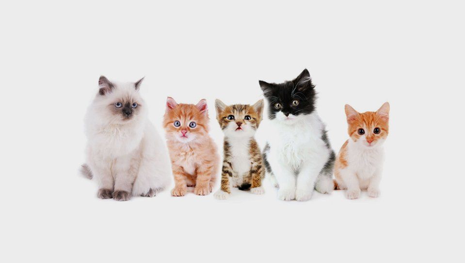 Five kittens of various colors sitting together.