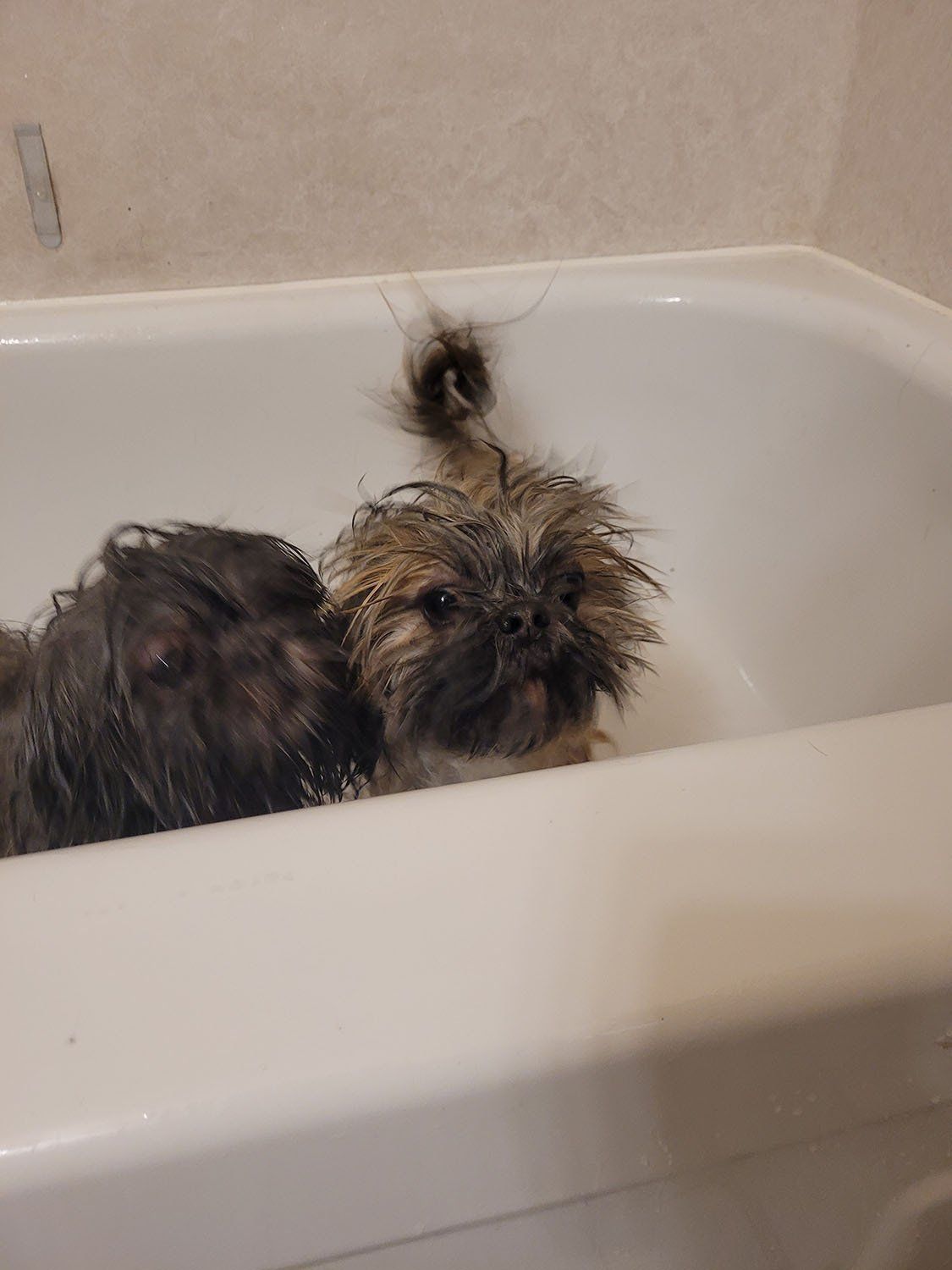 Two small dogs in a bathtub