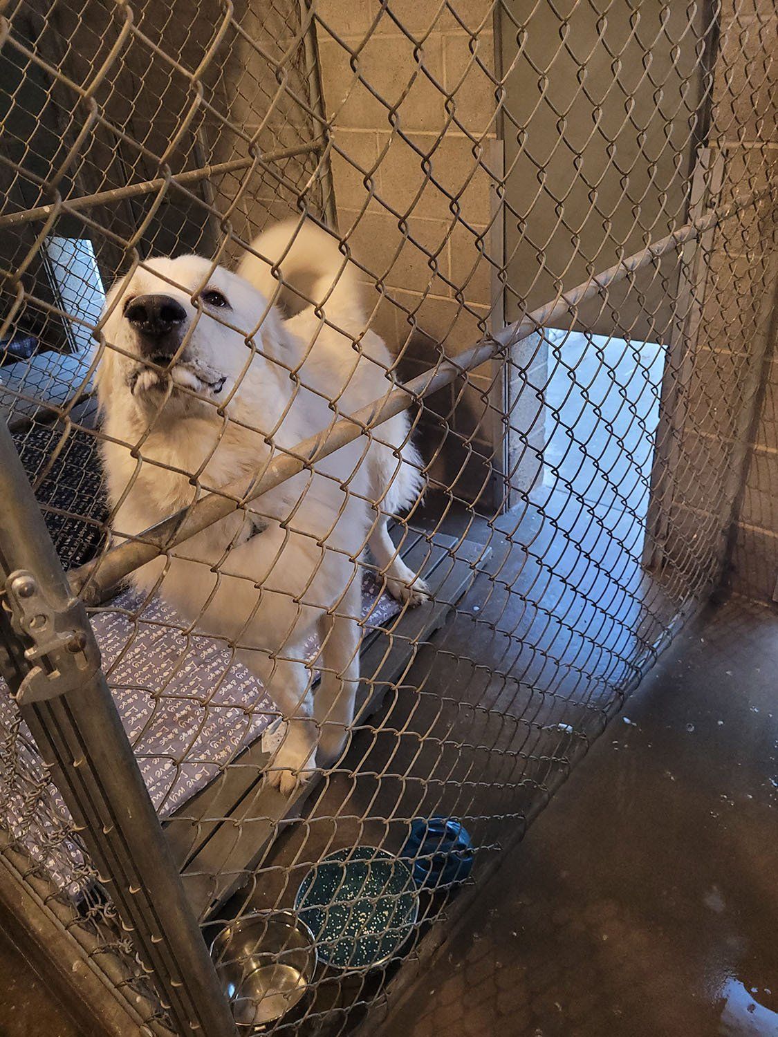 Dog inside a dog boarding facility