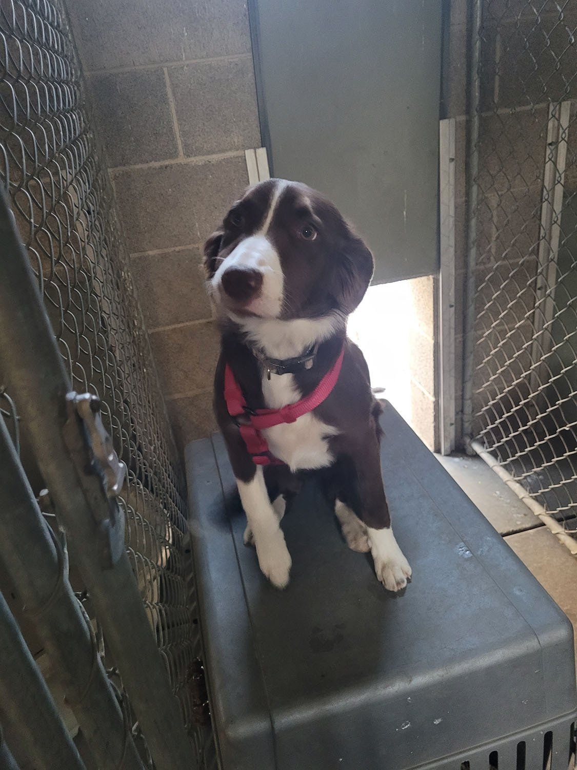 Dog sitting on top of a plastic dog kennel