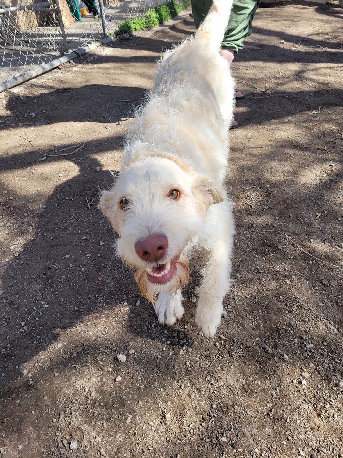 Dog running inside a dog boarding facility