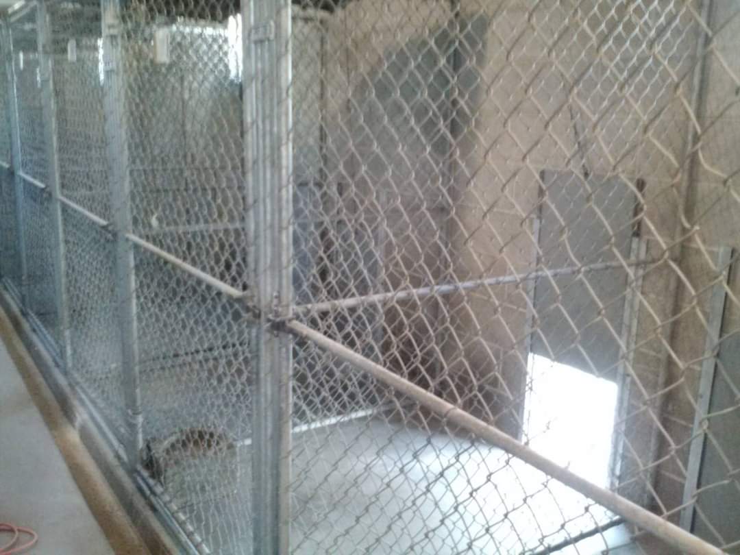 Multiple chain link dog kennel enclosure fencing