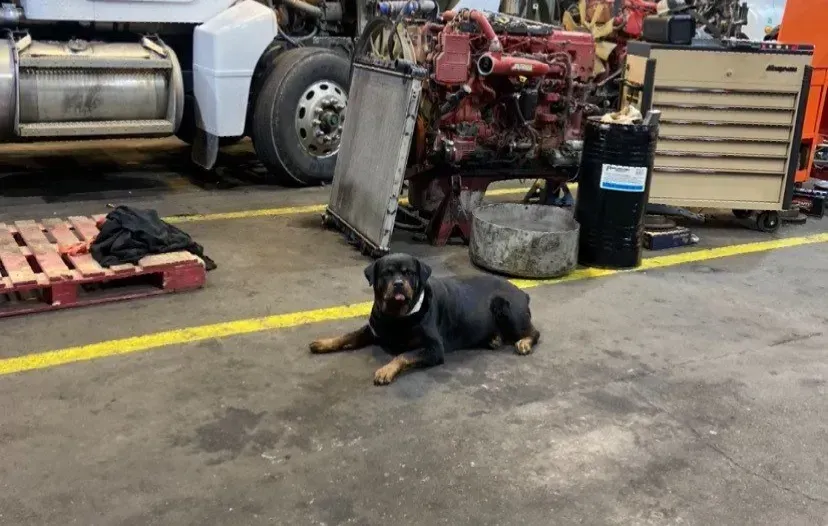Rottweiler dog in a mechanic's shop lies on the floor. A truck and engine are in the background.