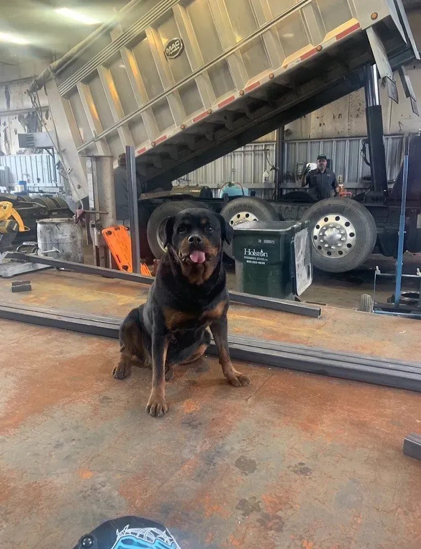 Rottweiler sits in a workshop; dump truck is raised behind it, tongue out.
