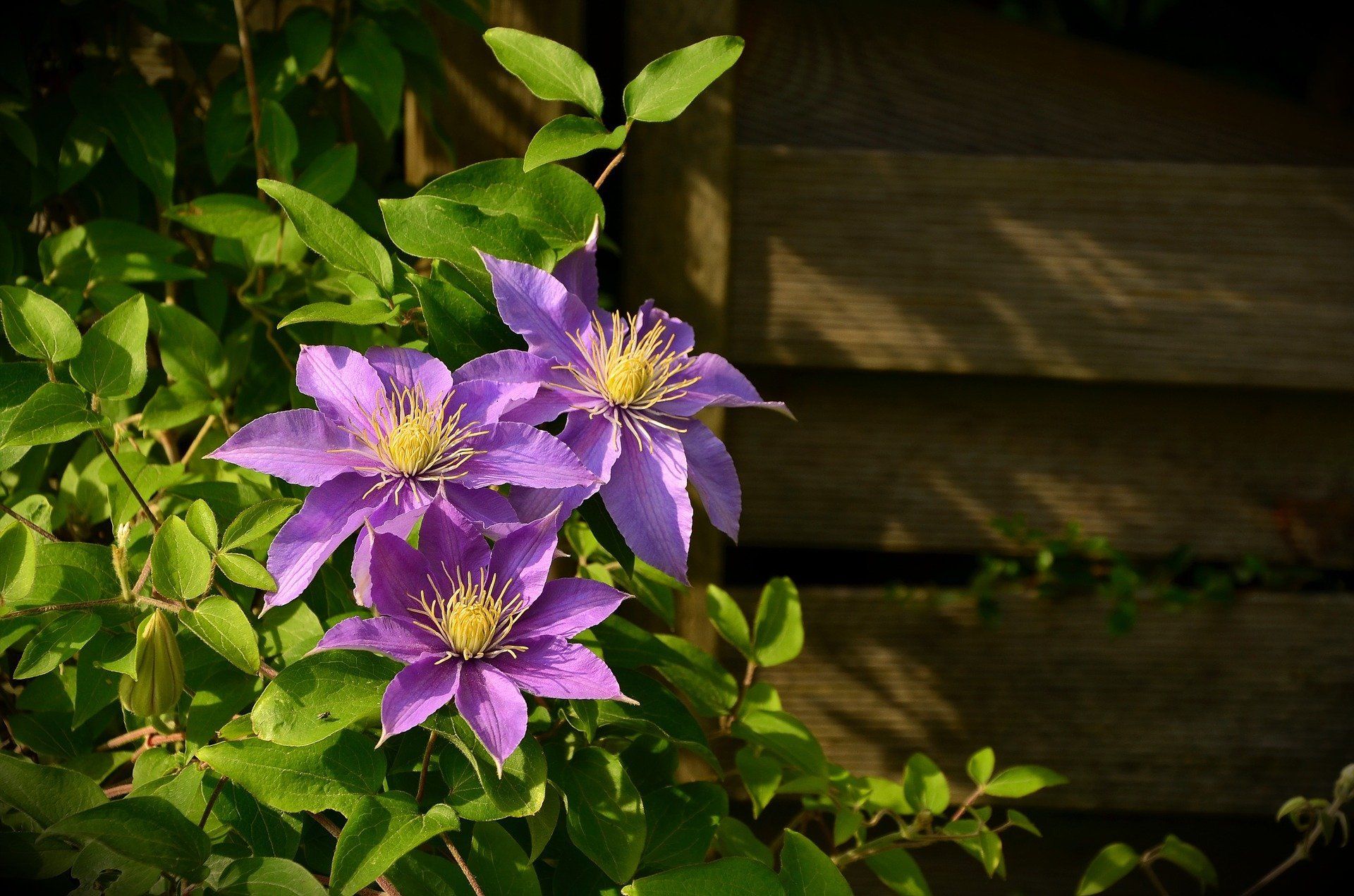 Pruning Clematis