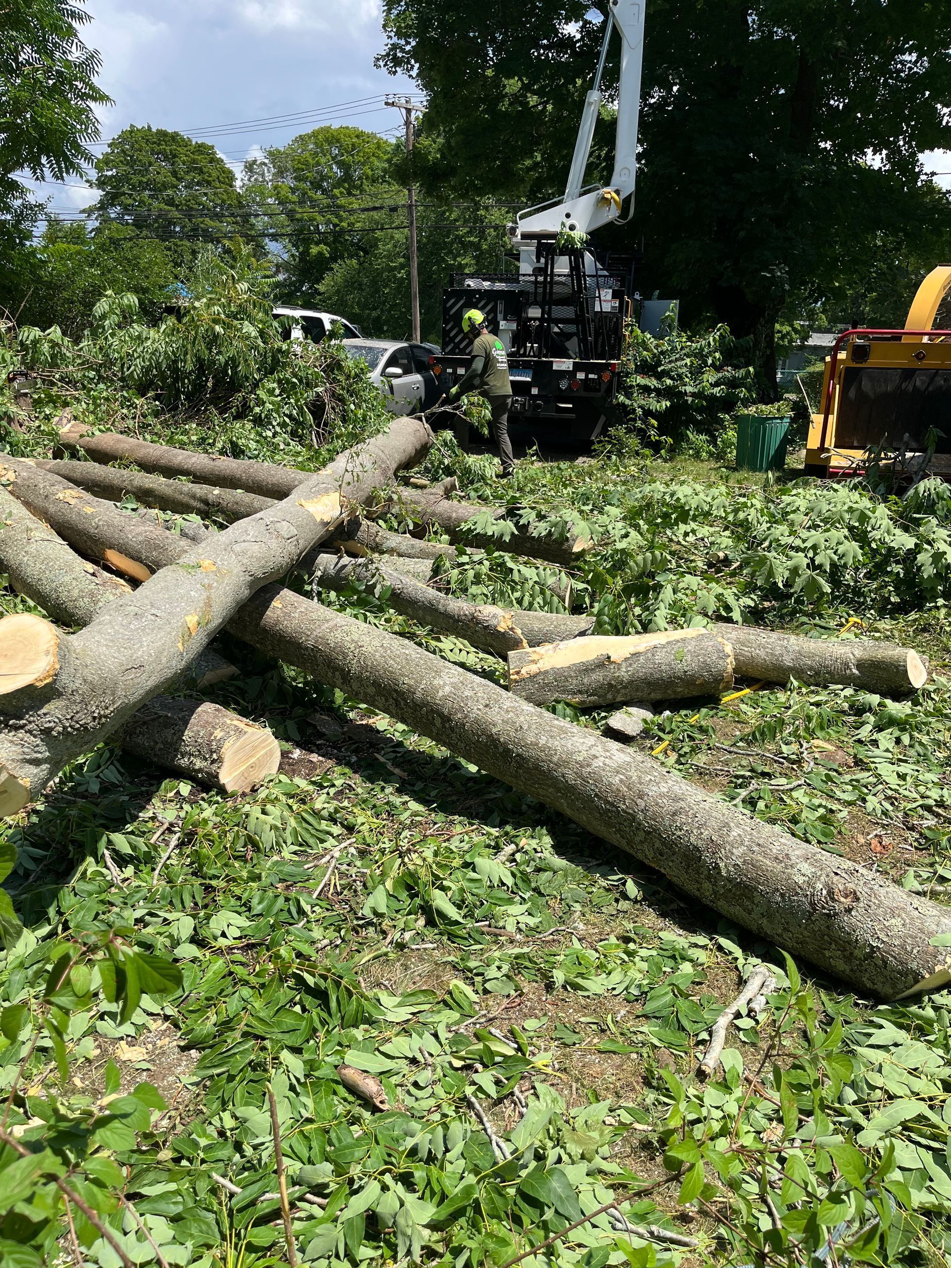 Felled tree trunks and branches beside a forestry machine in a grassy wooded area