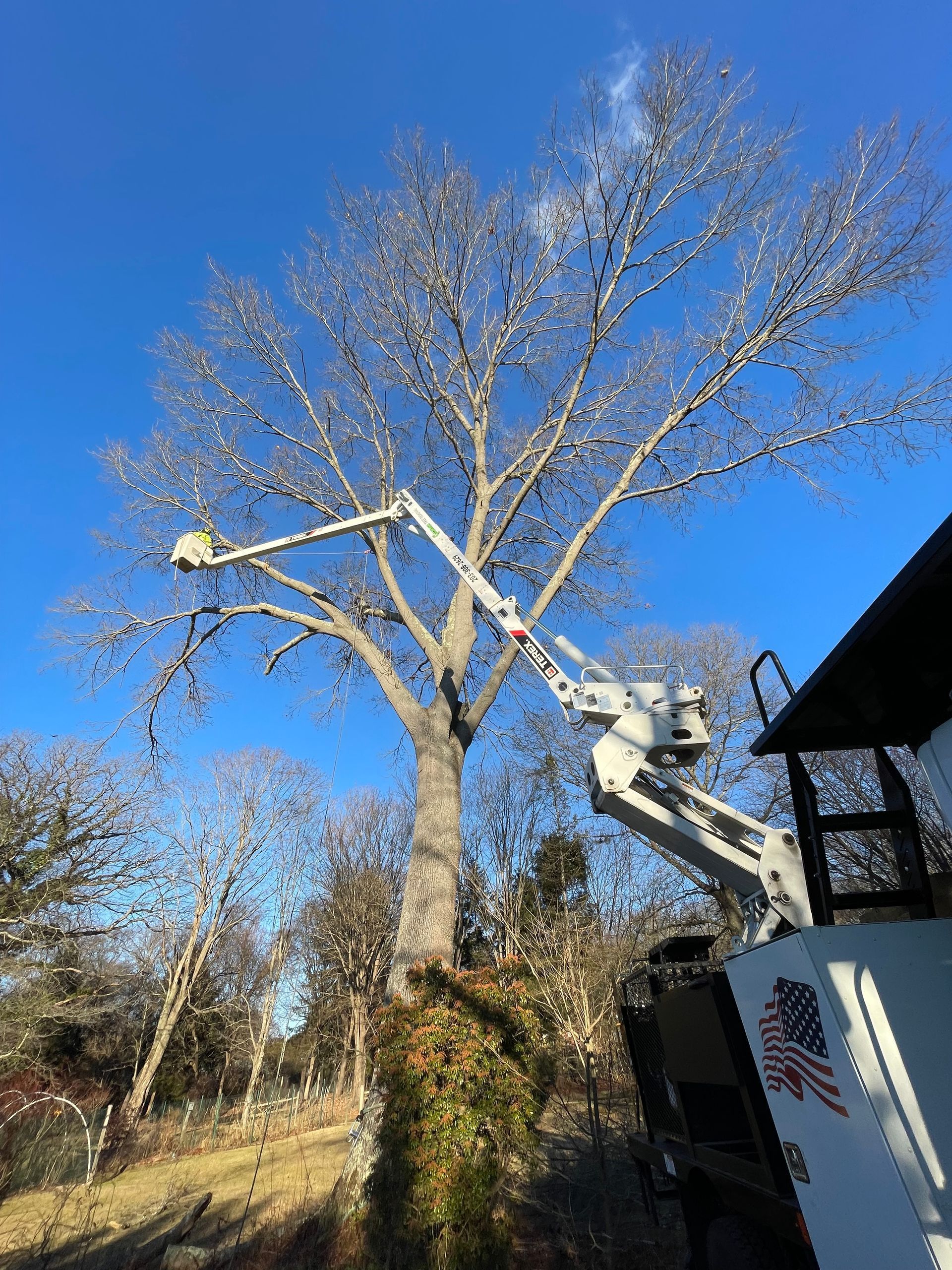 Tree trimming workers in a bucket lift pruning a tall leafless tree against a blue sky