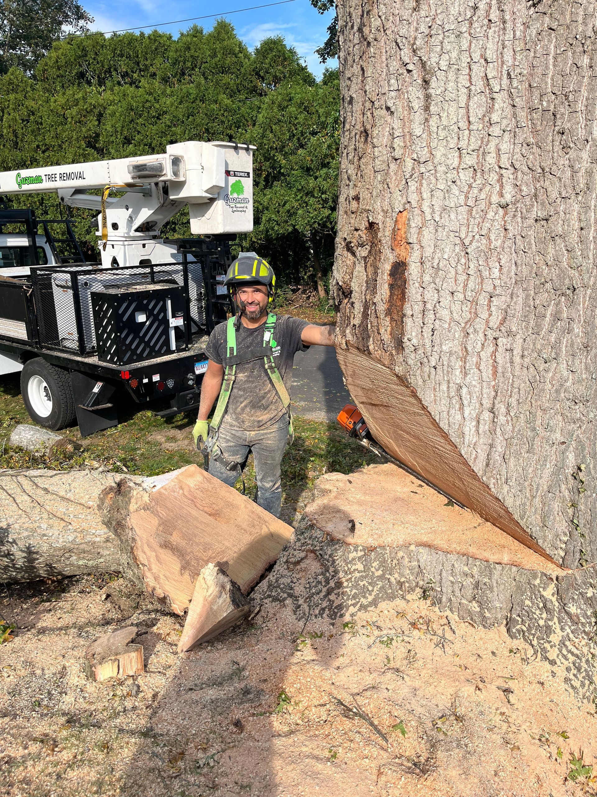 Arborist beside a massive tree trunk after cutting, with a bucket truck and wood chips nearby.