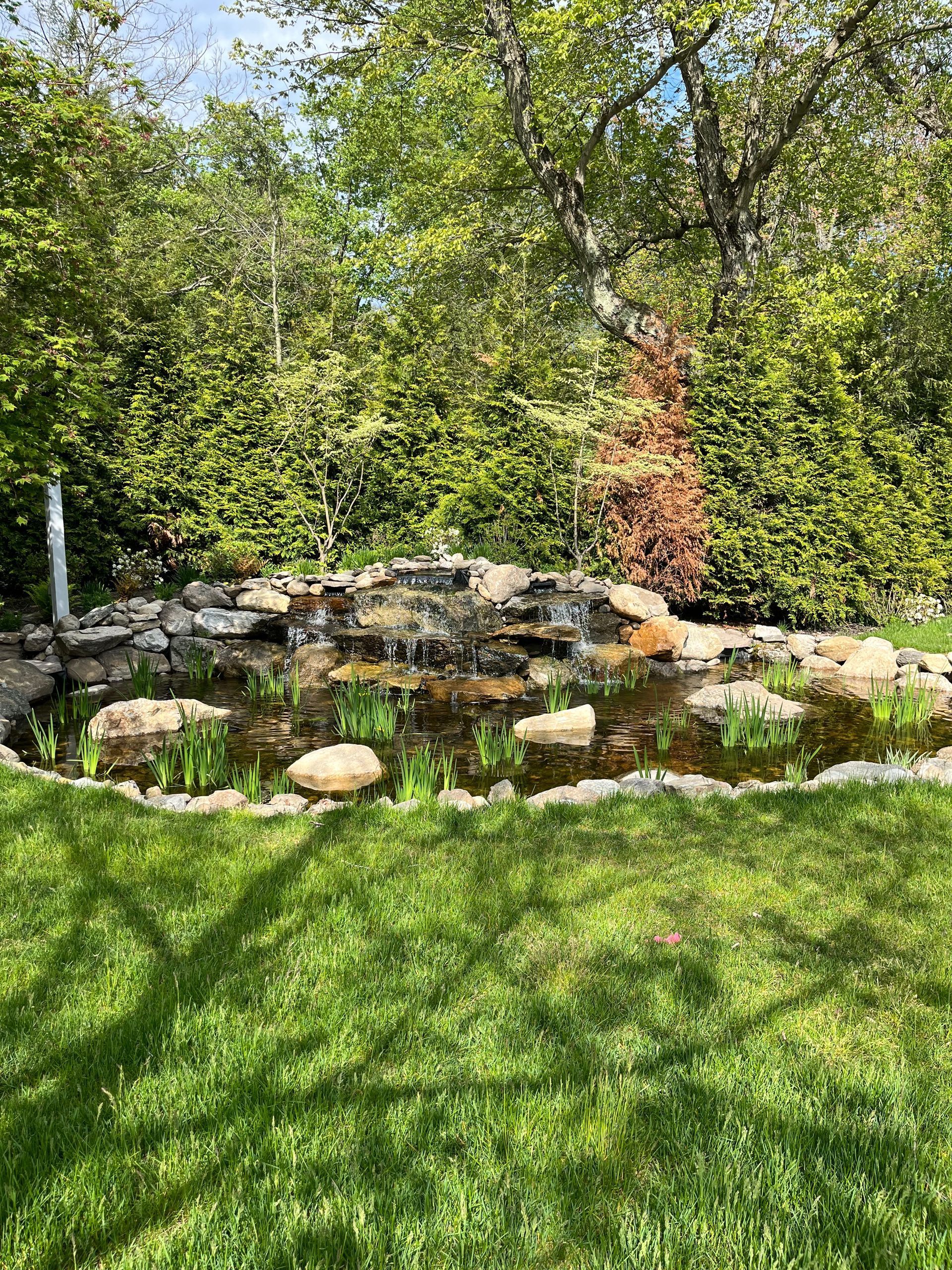 Garden pond surrounded by rocks and greenery in bright sunlight