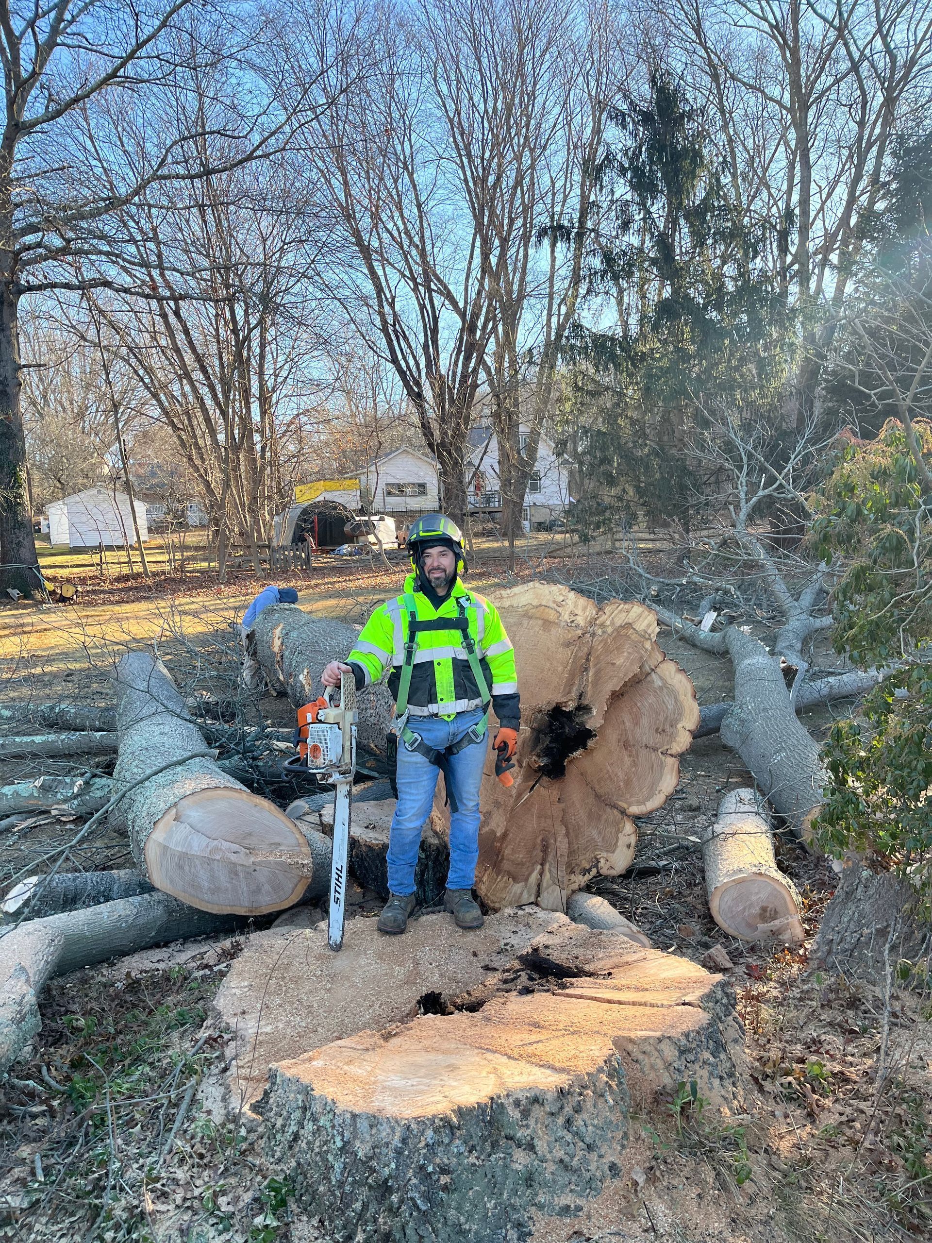 Worker in neon safety jacket standing on a large uprooted tree trunk in a wooded area