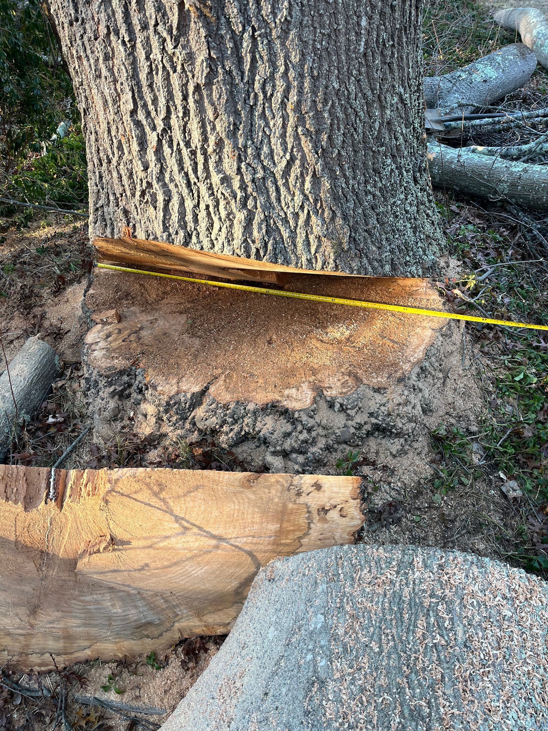 Tree trunk with exposed roots and a yellow measuring tape stretched across a cut at the base.