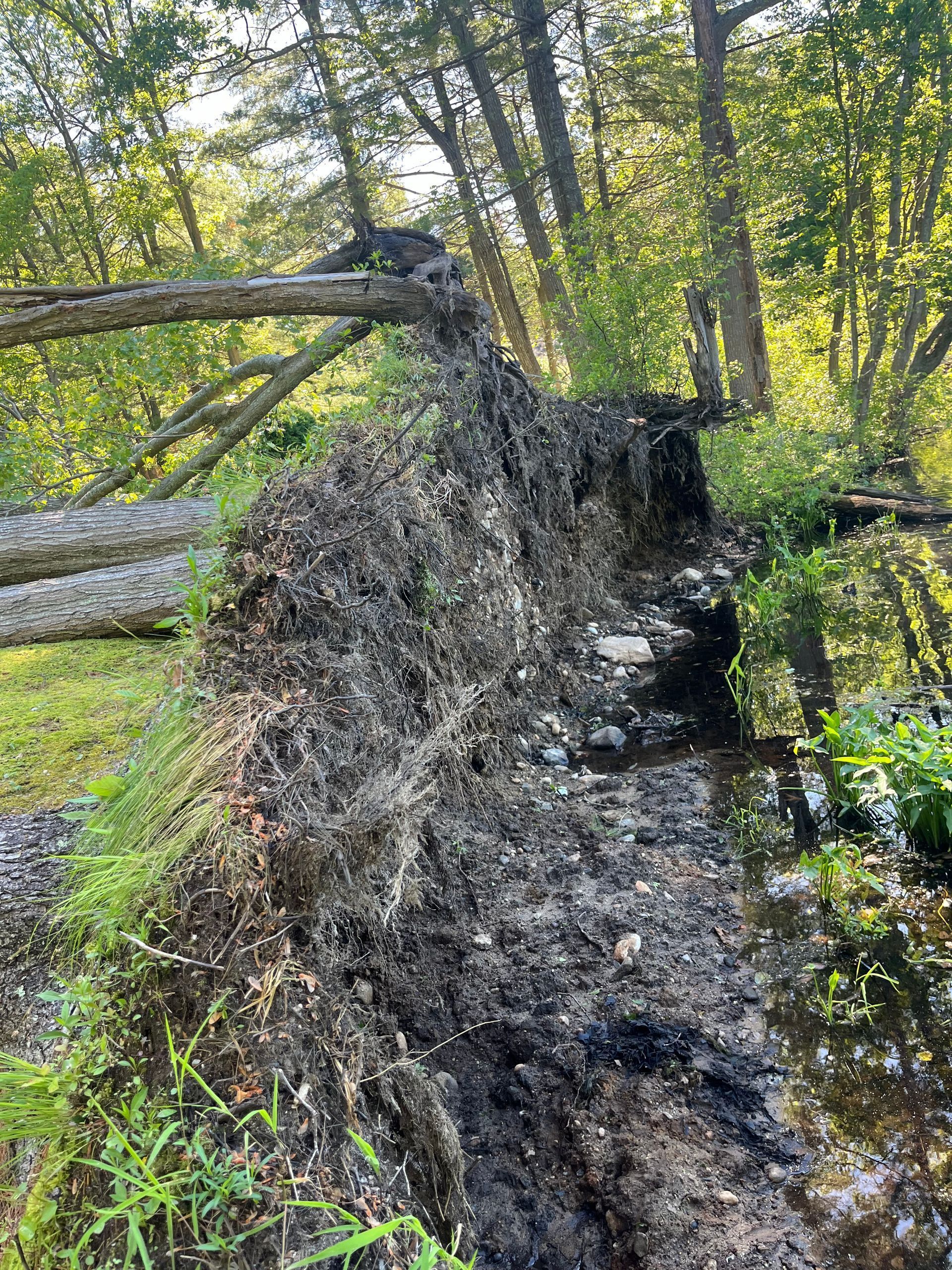 Uprooted tree with exposed roots leaning over a muddy stream in a wooded area