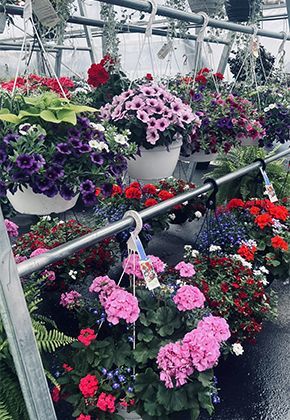 A greenhouse filled with lots of hanging baskets of flowers