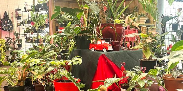 Rare Houseplants | Lewisberry, VA