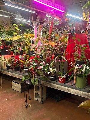 A bunch of potted rare houseplants are sitting on a wooden table in a room