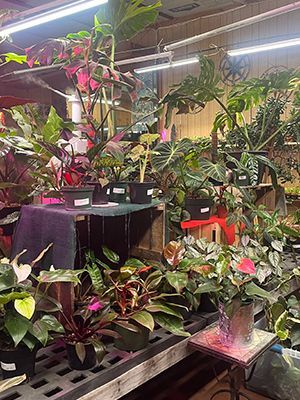 A bunch of potted plants are sitting on a shelf in a store